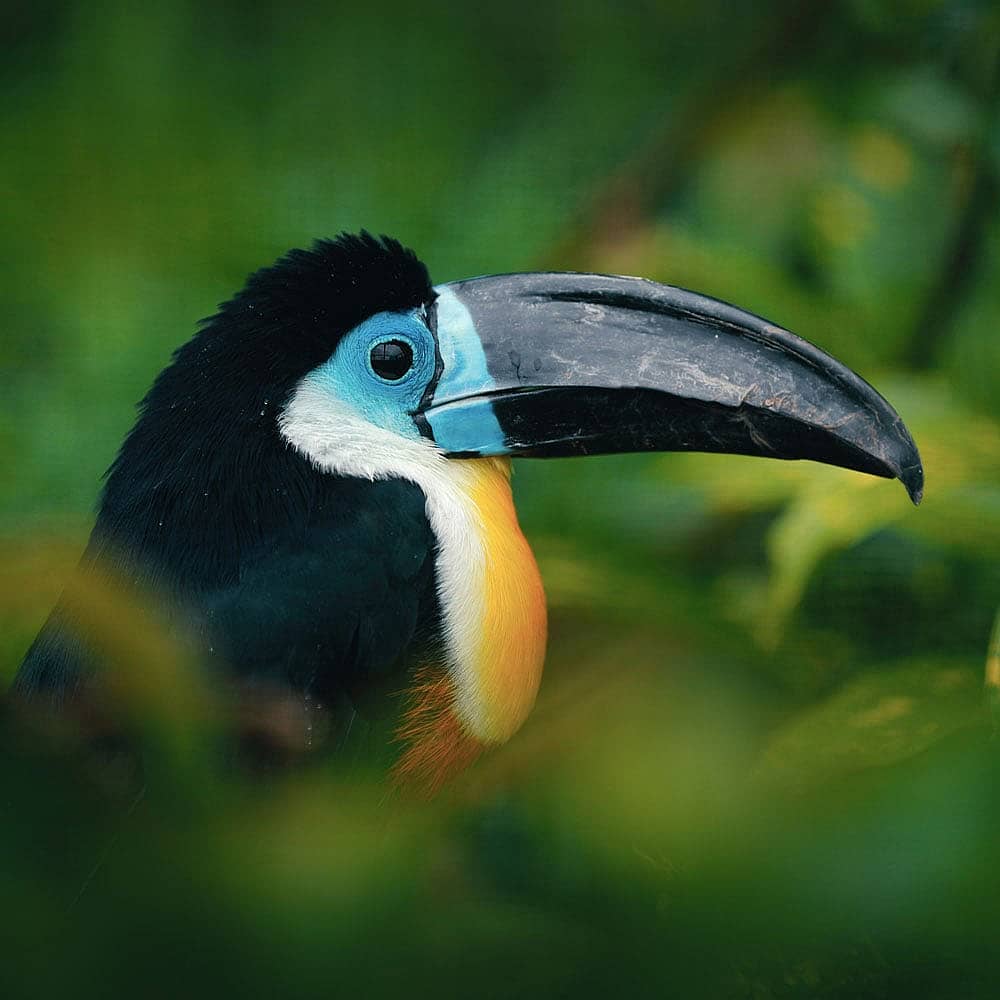 Design your perfect birdwatching tour with a local expert in Colombia