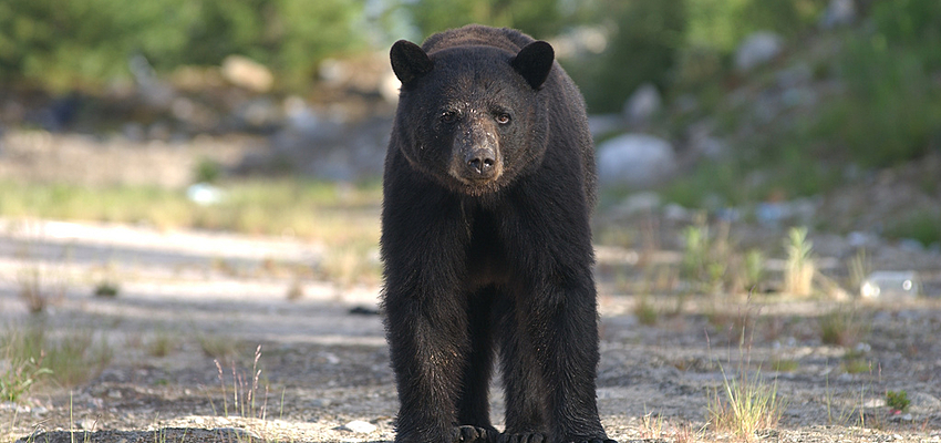 Un ours noir