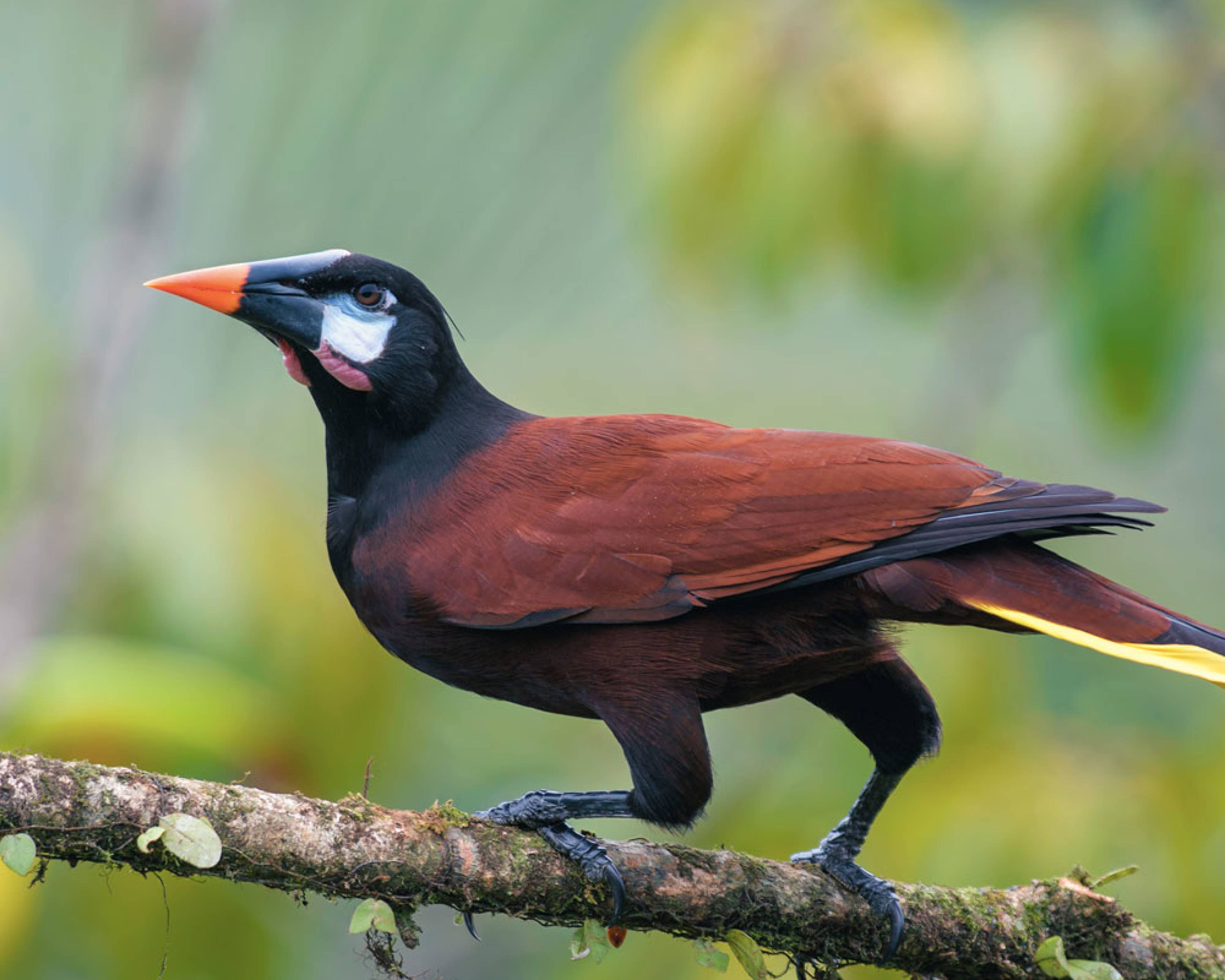 Design your perfect birdwatching tour with a local expert in Costa Rica