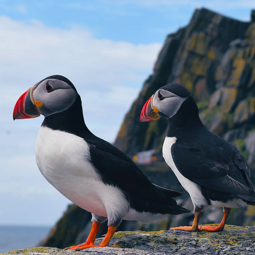 Design your perfect birdwatching tour with a local expert in Ireland