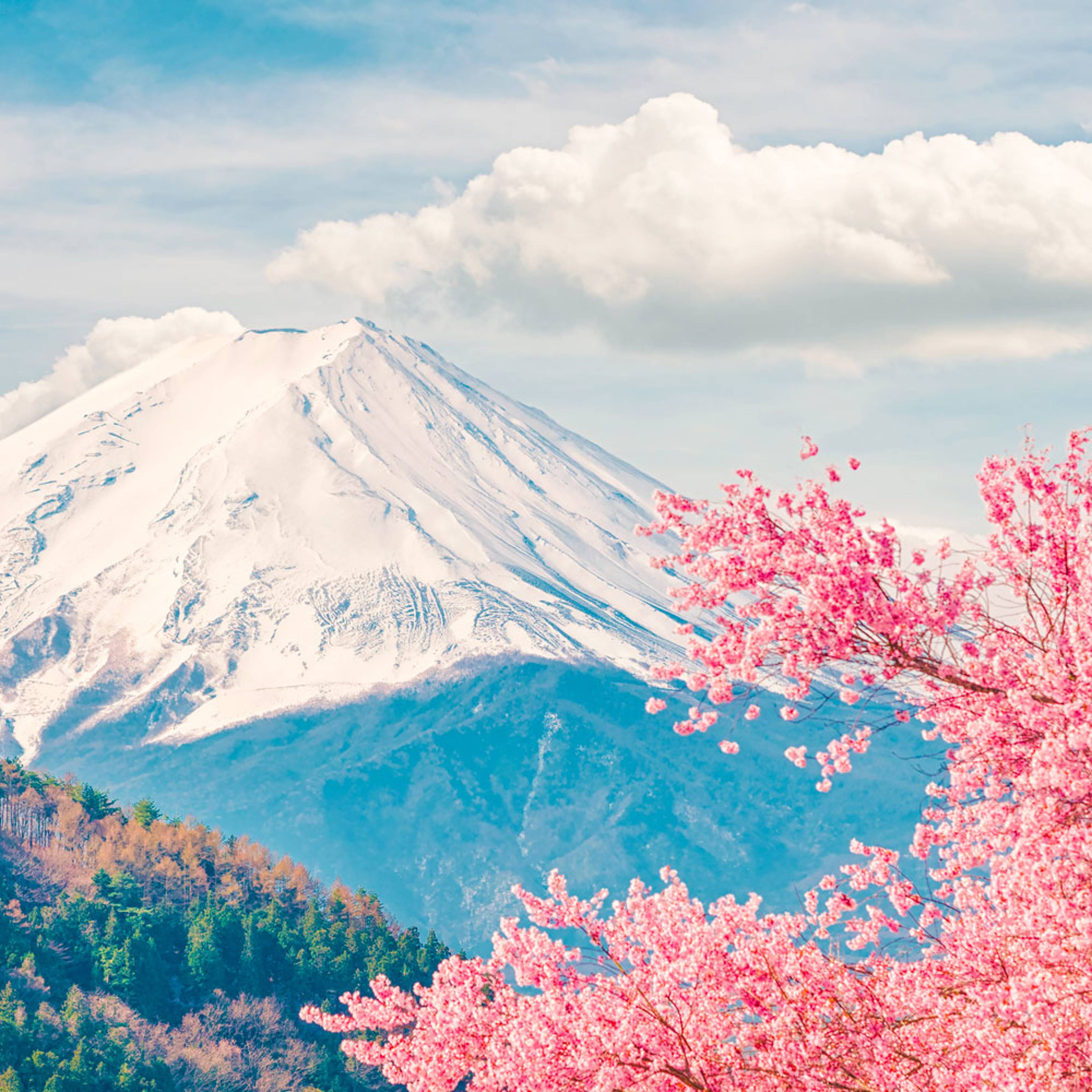 Design your perfect spring vacation in Japan with a local expert