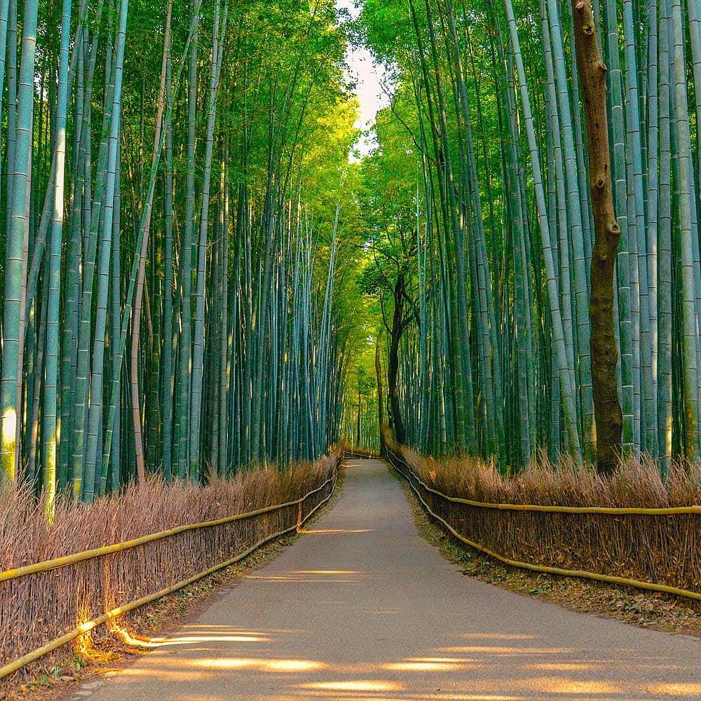 Summer Vacations to Japan | Tailor-Made Travel