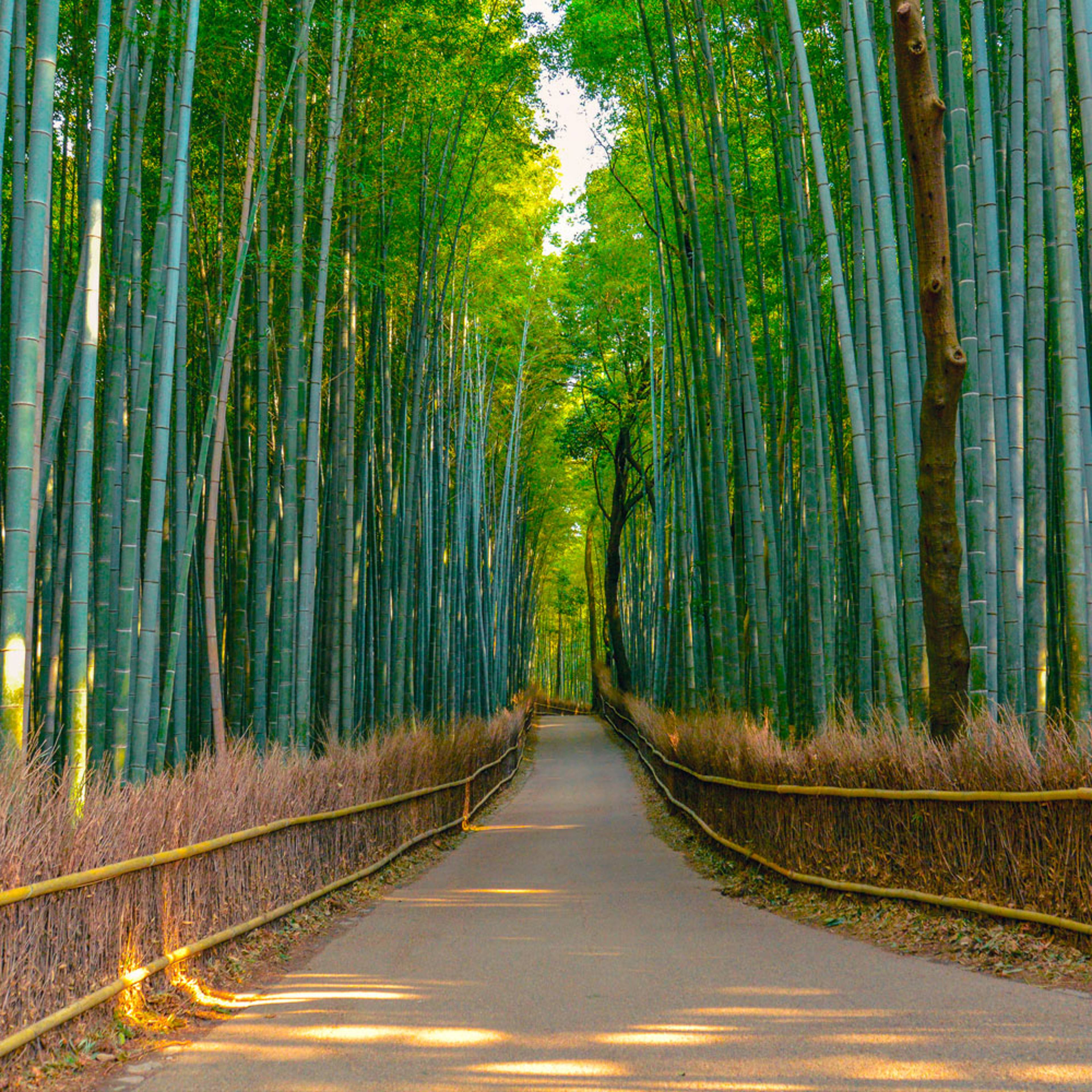 Design your perfect summer vacation in Japan with a local expert