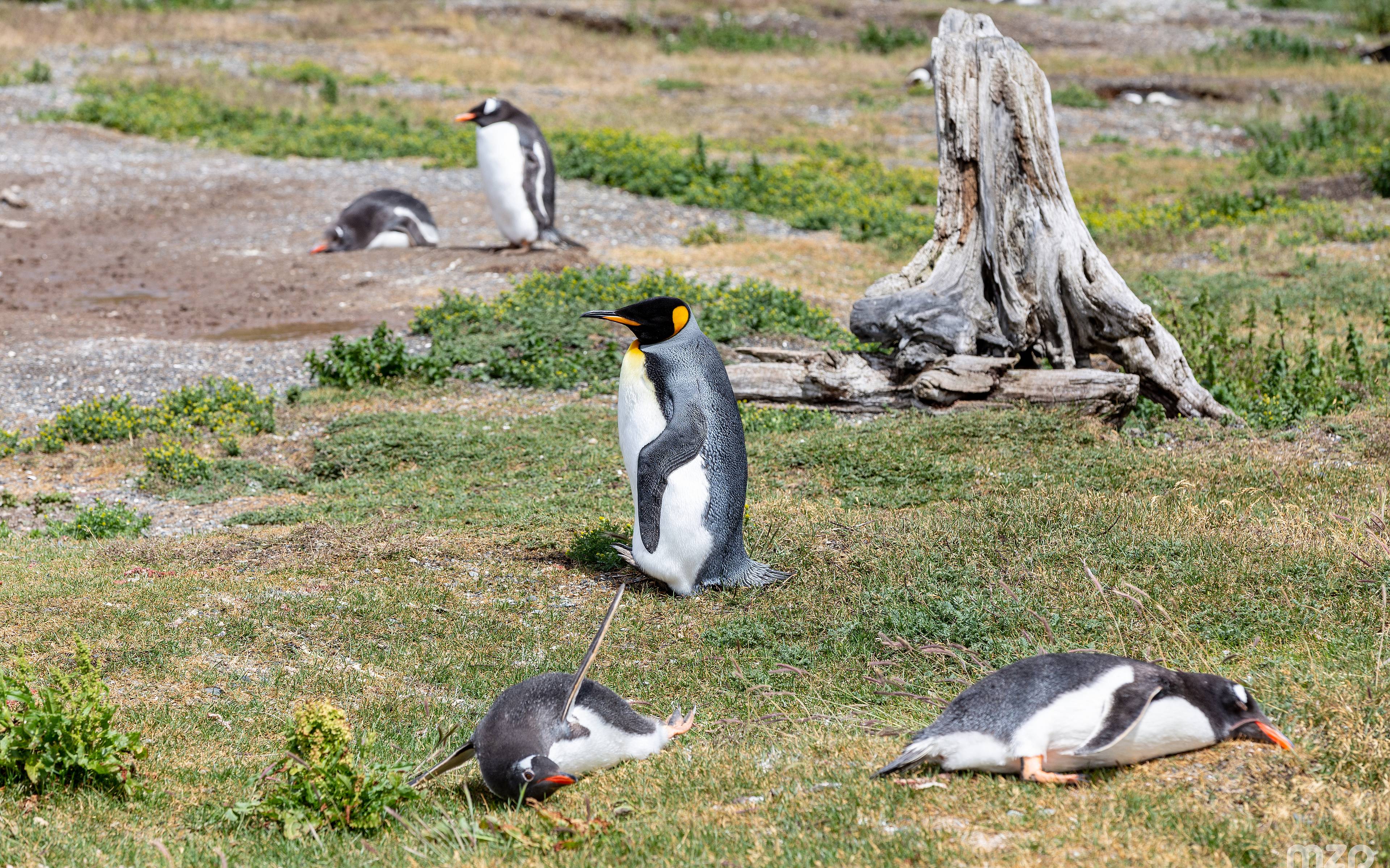 Canale di Beagle & Camminata fra i Pinguini