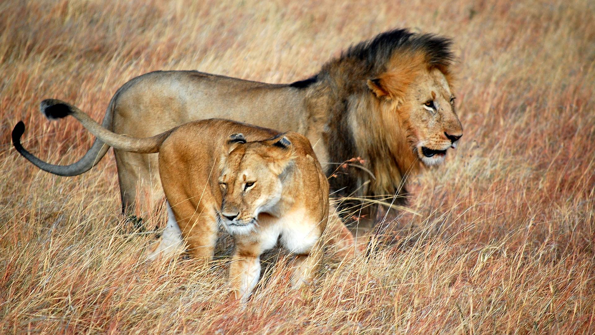 Große Tierwanderung in der Masai Mara für den kleinen Geldbeutel