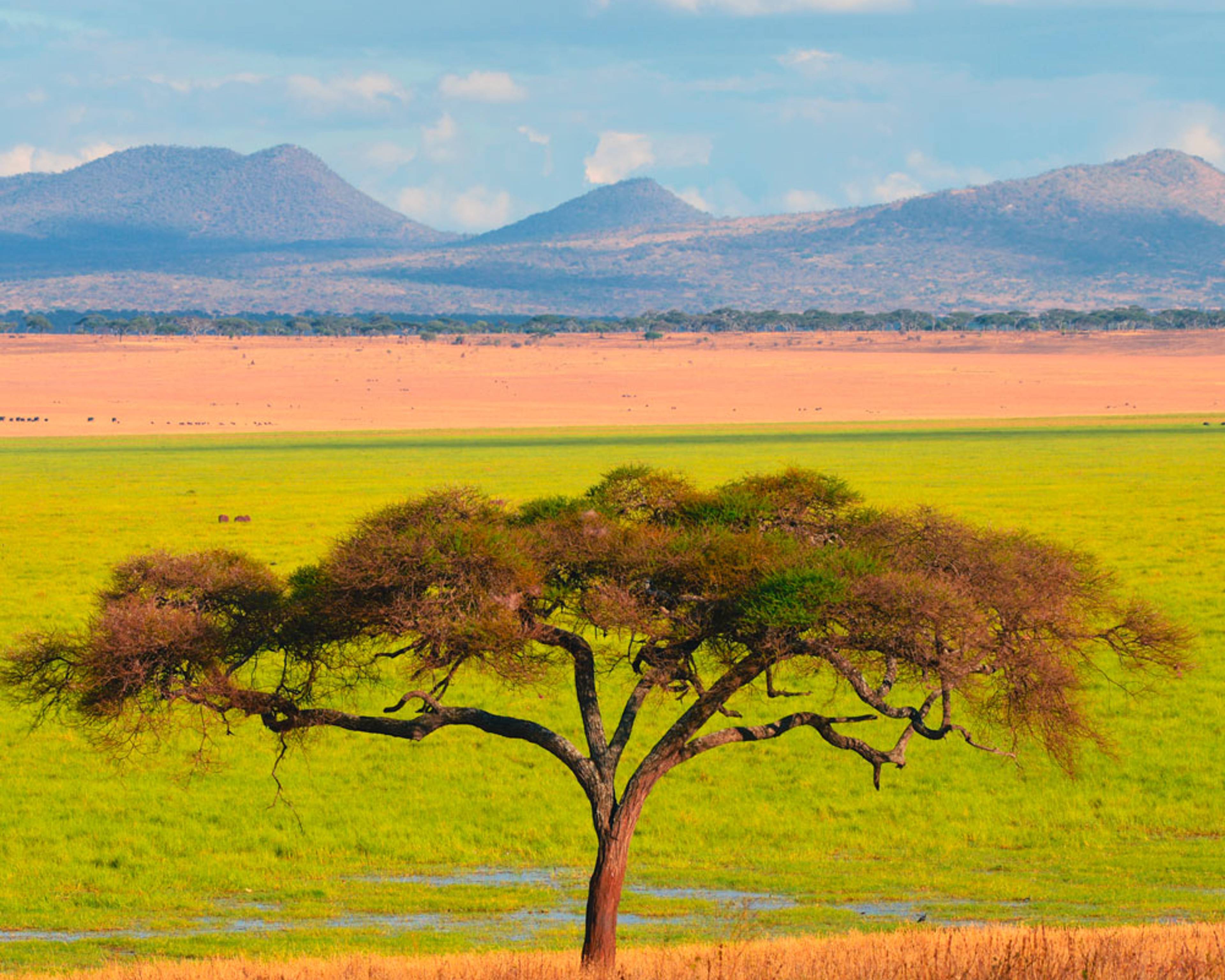 Design your perfect nature trip with a local expert in Tanzania