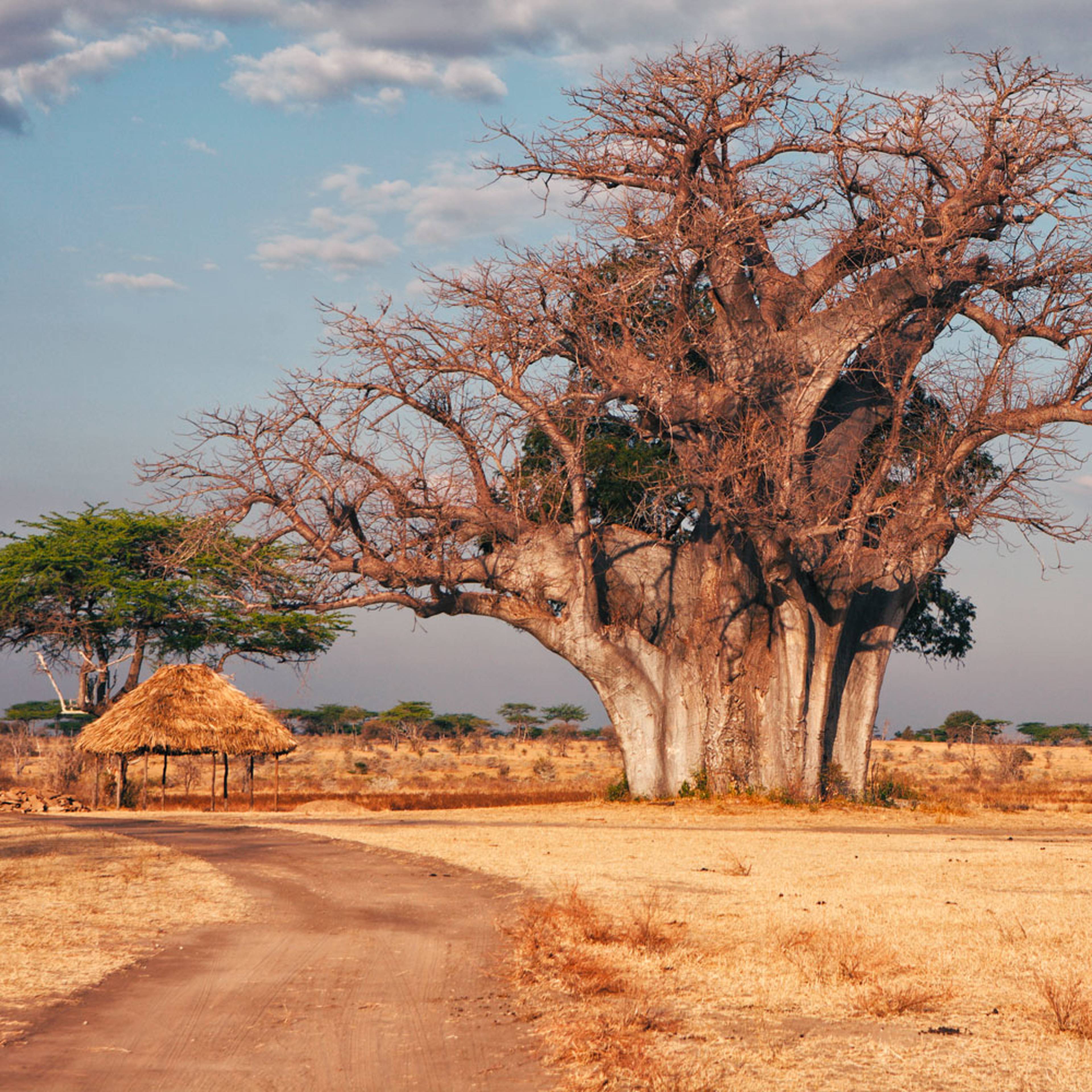 Design your perfect one week trip with a local expert in Tanzania