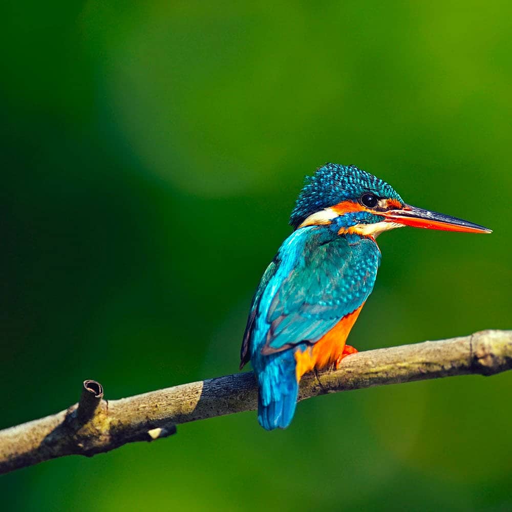 Design your perfect birdwatching tour with a local expert in Sri Lanka