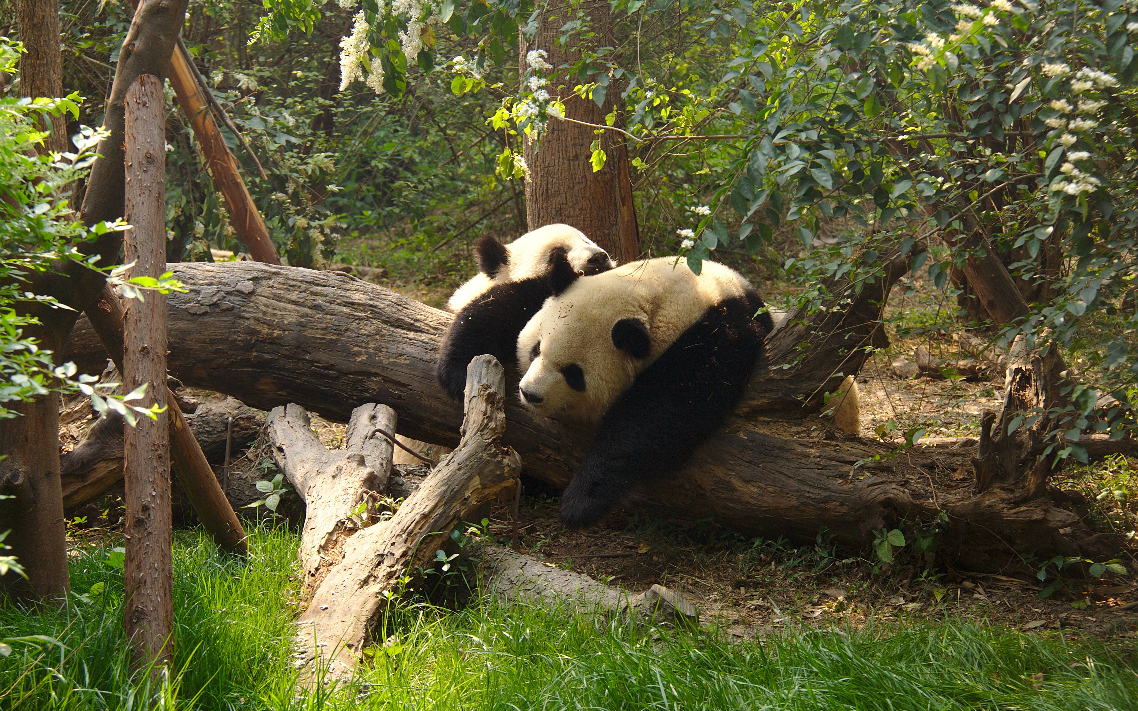Panda Aufzuchtstation Chengdu 