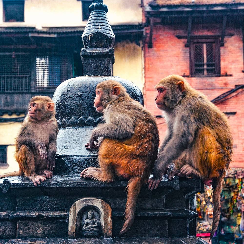 Votre Safari au Népal 100% sur-mesure