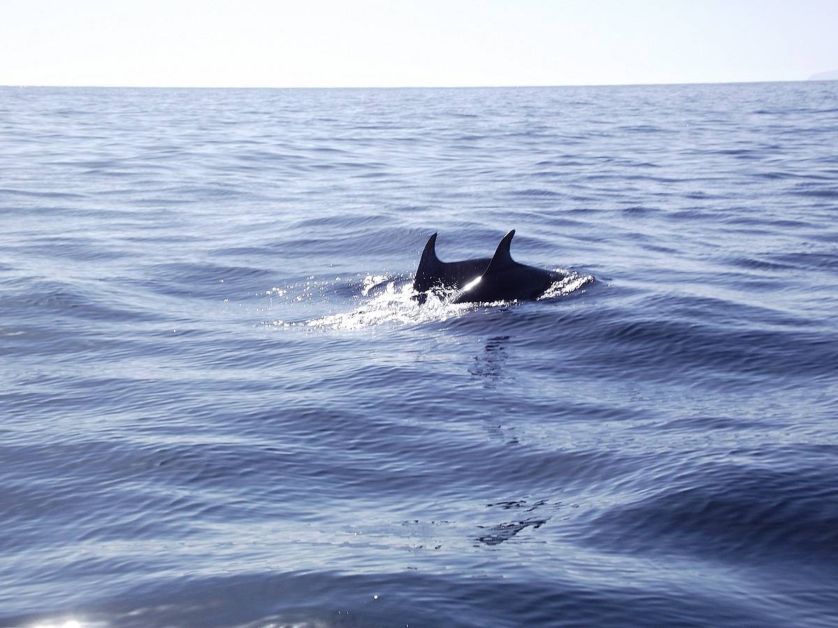 Excursion marine à la rencontre des baleines et dauphins