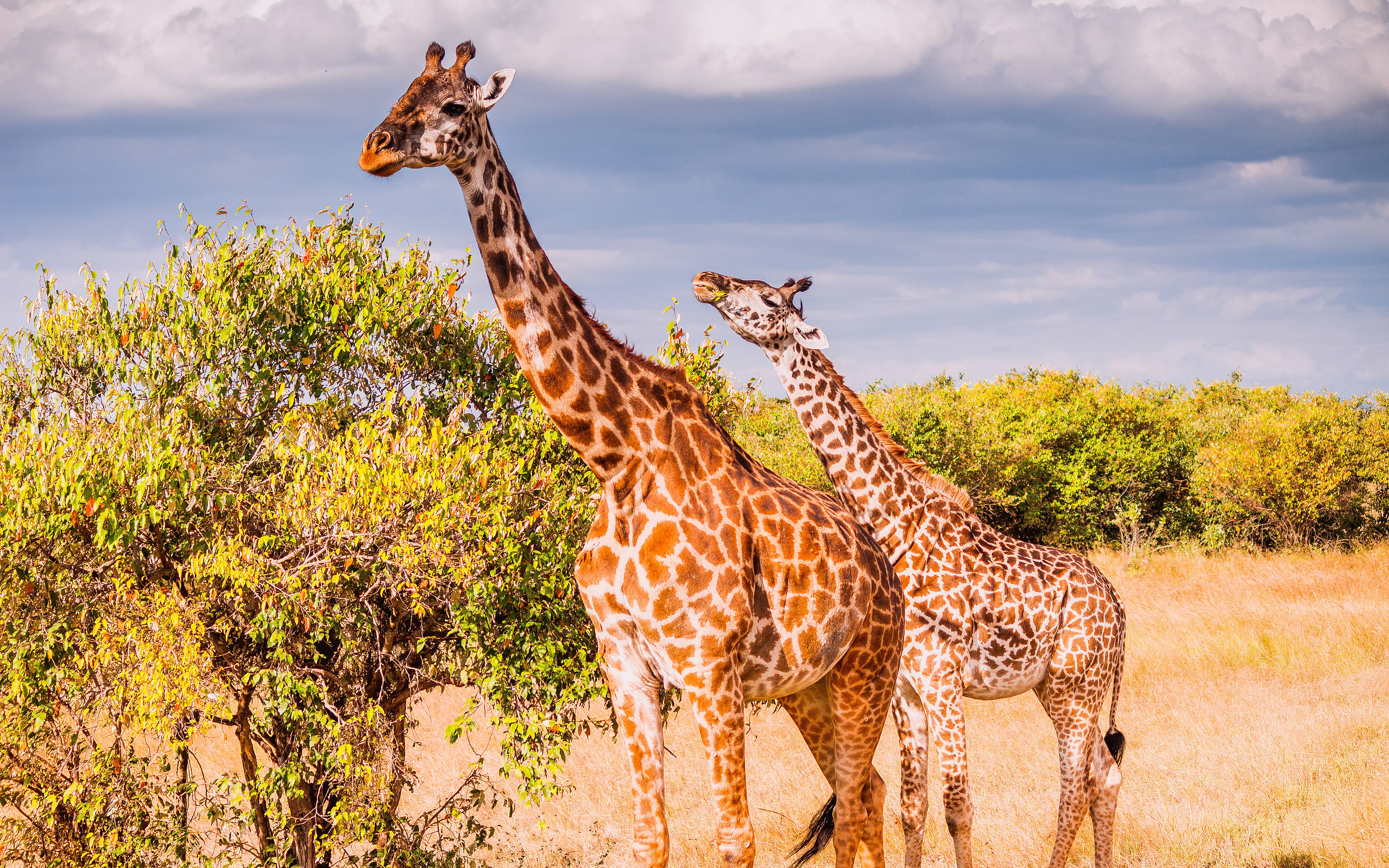 Safari a Maasai Mara