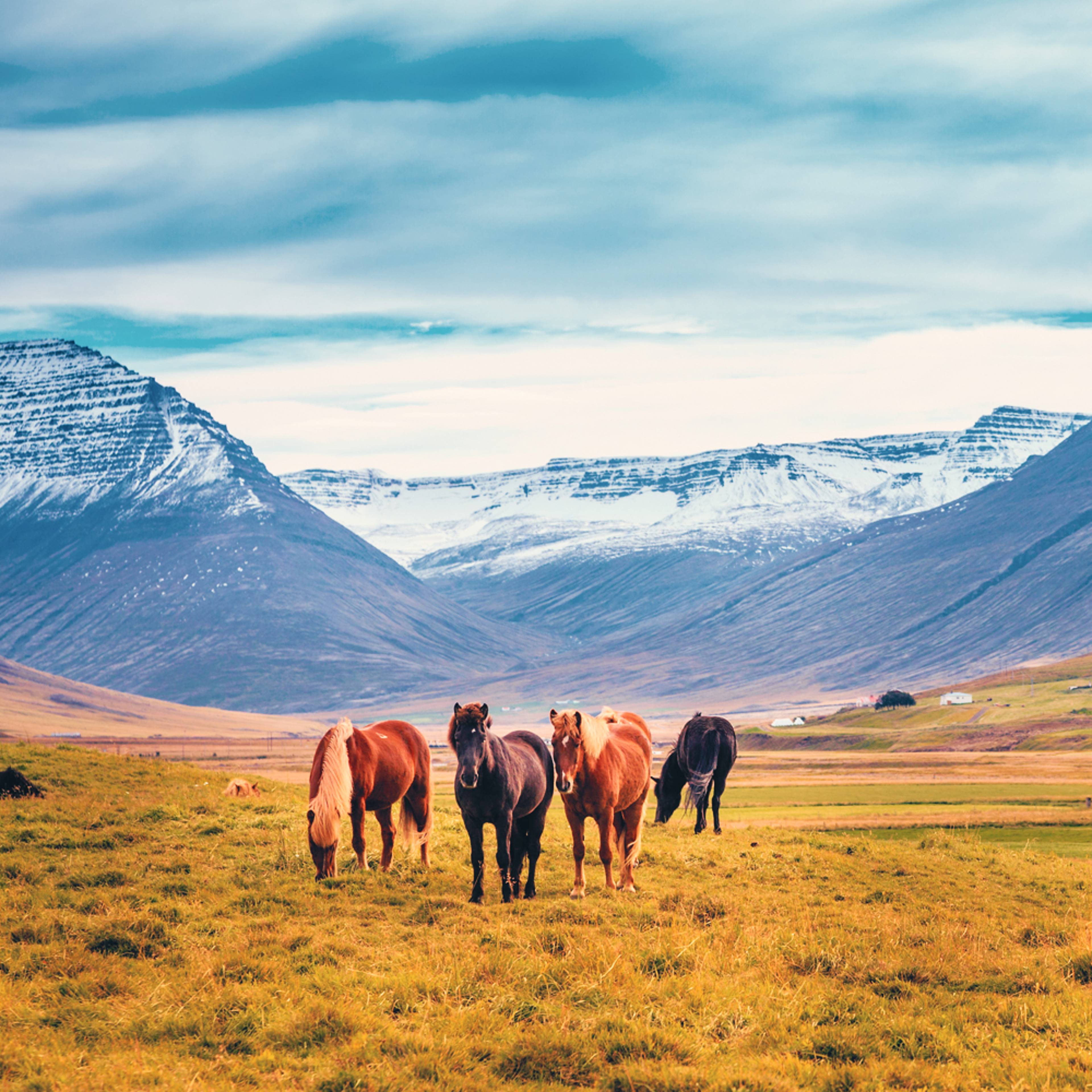 Crea il tuo viaggio in Islanda in primavera, 100% su misura