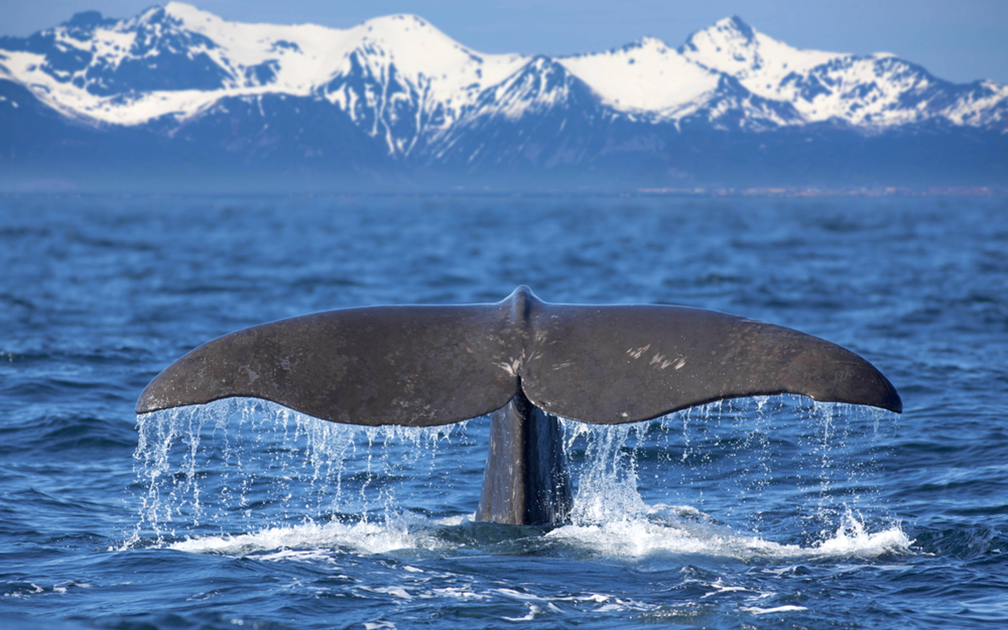 Safari de ballenas en las islas Vesterålen 