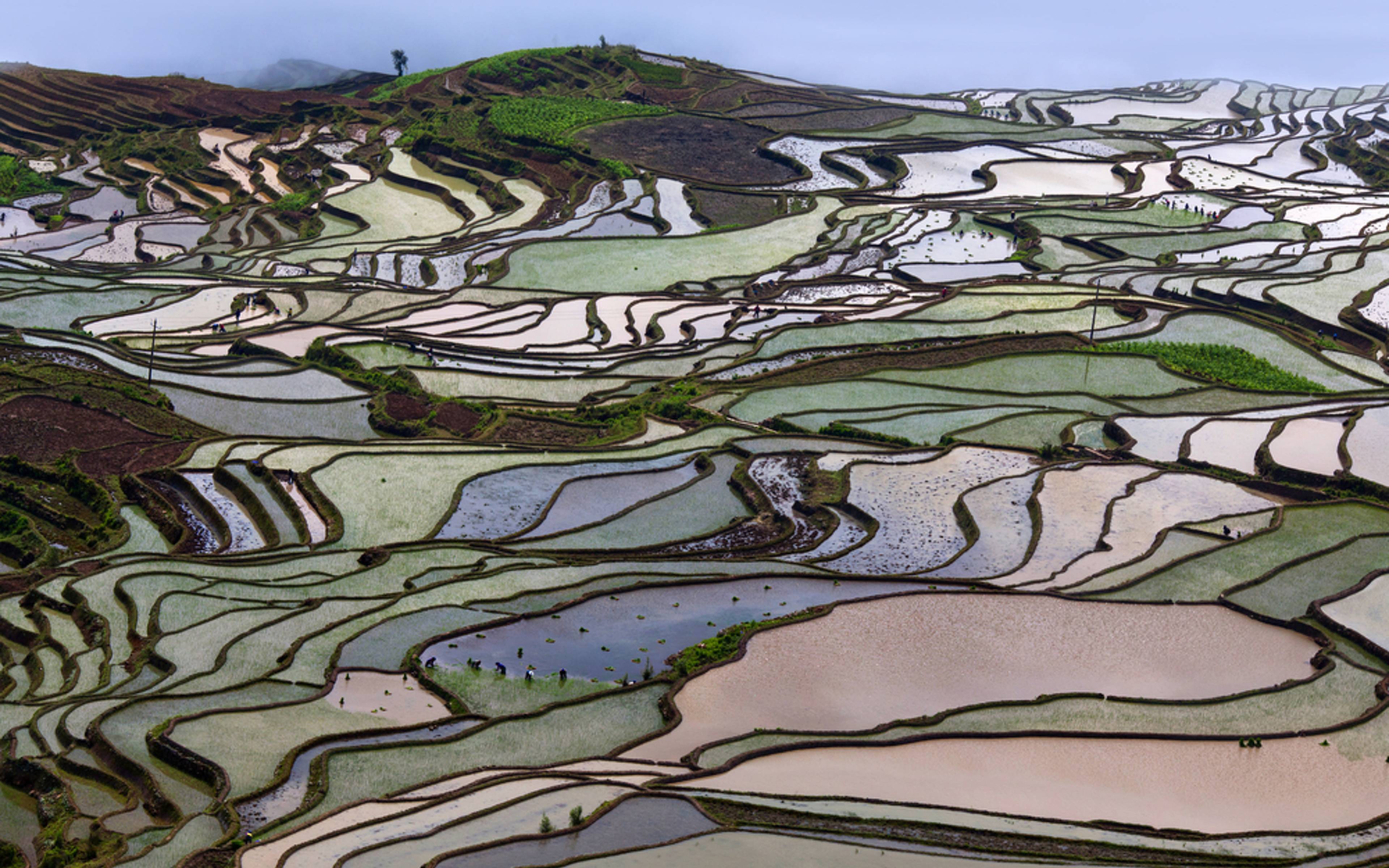 Les rizières de Yuanyang