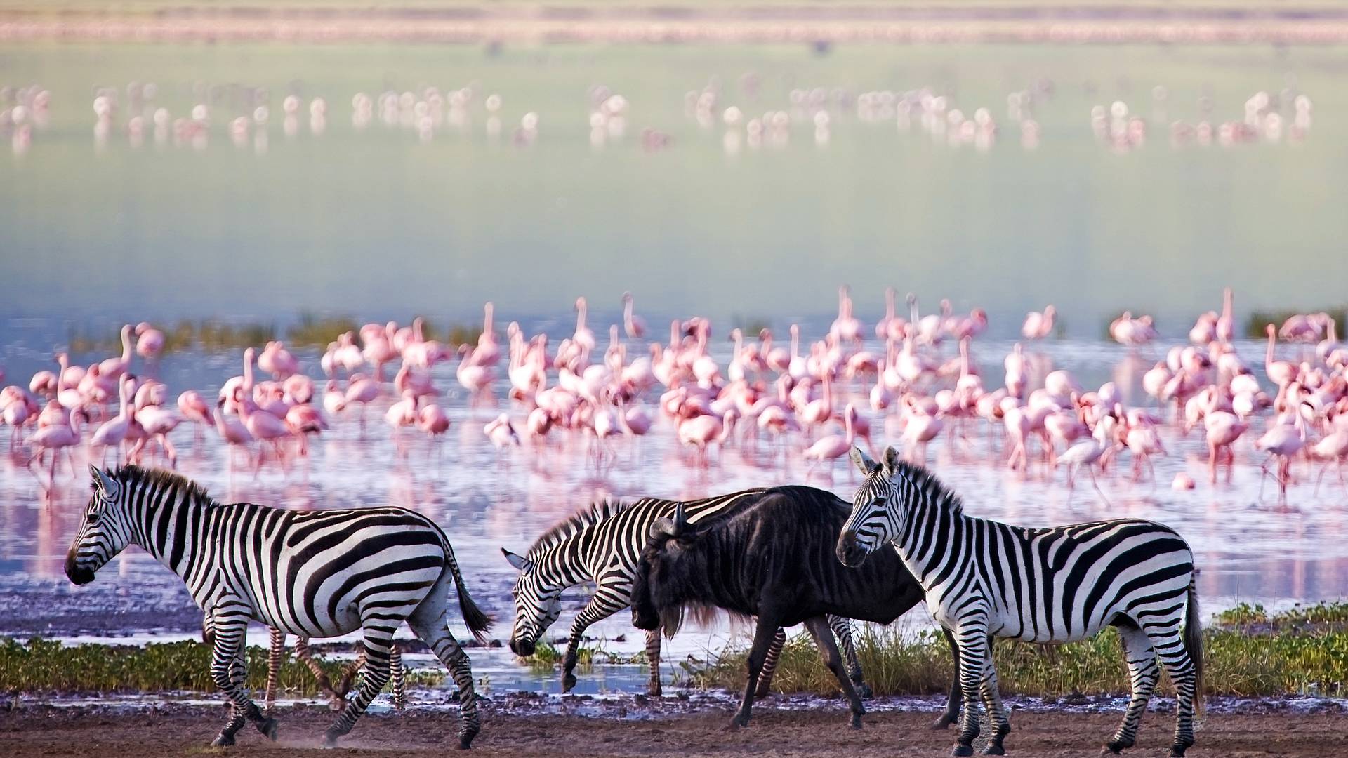 Safari mozzafiato: a cavallo nella savana e alba sul Serengeti