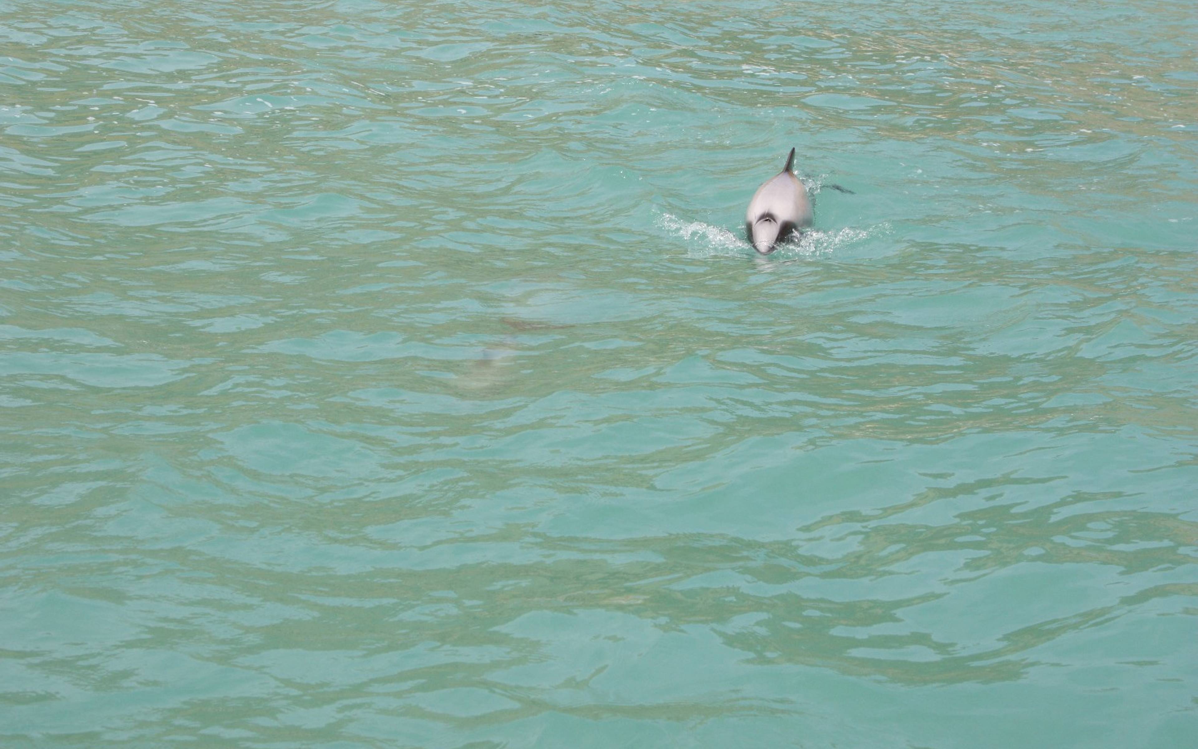 ​Französisches Flair in Akaroa und Schwimmen mit den Delfinen