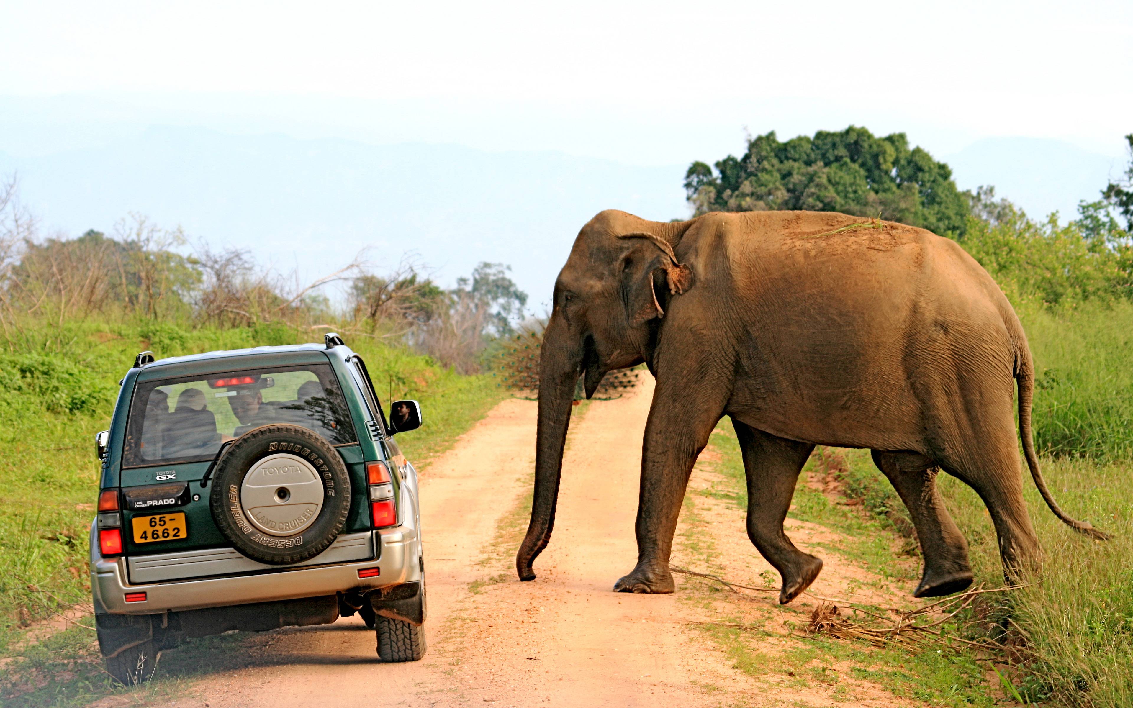 Safari por el Parque Nacional de Uda Walawe