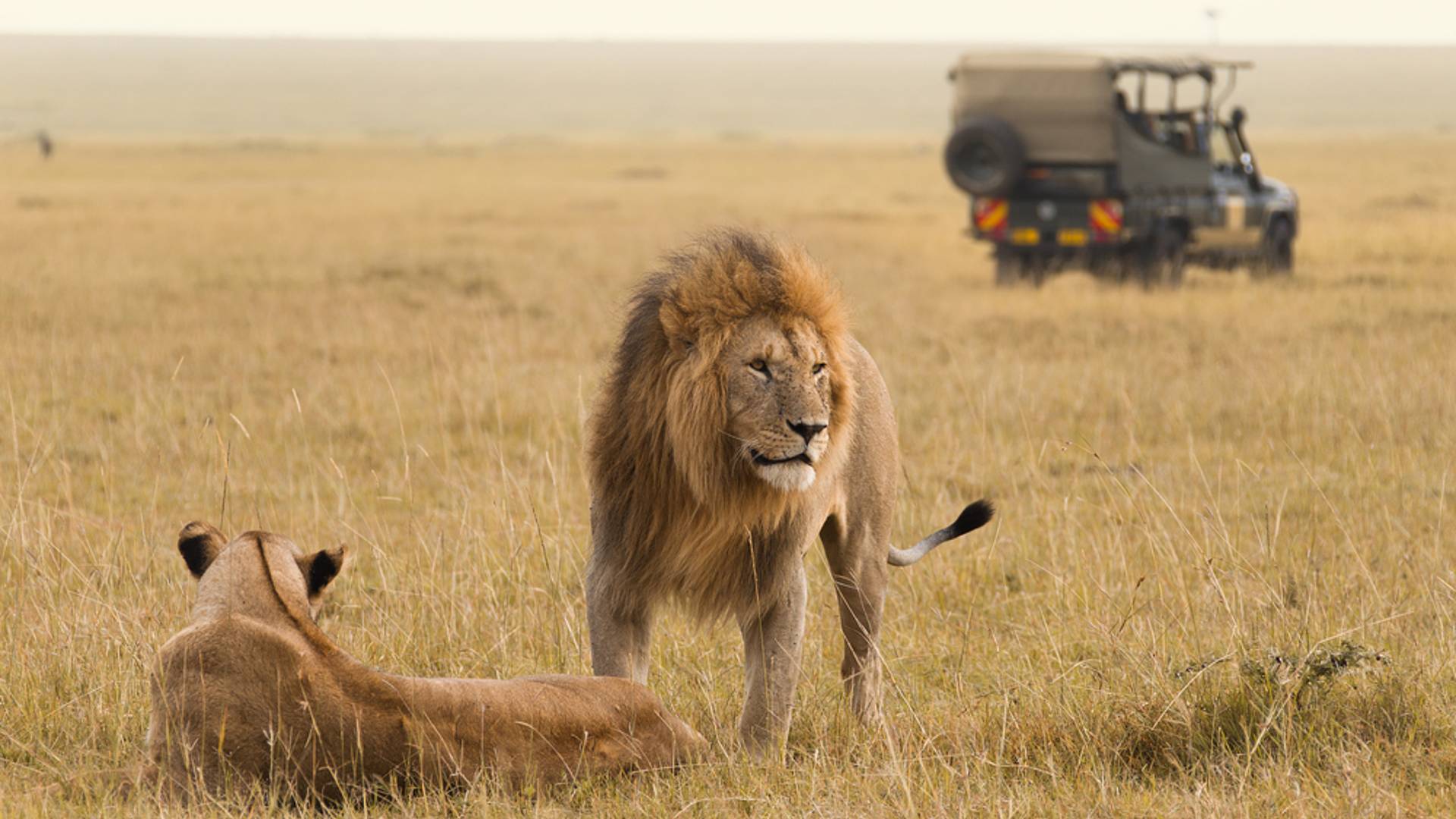 Safari Uzuri Kenia