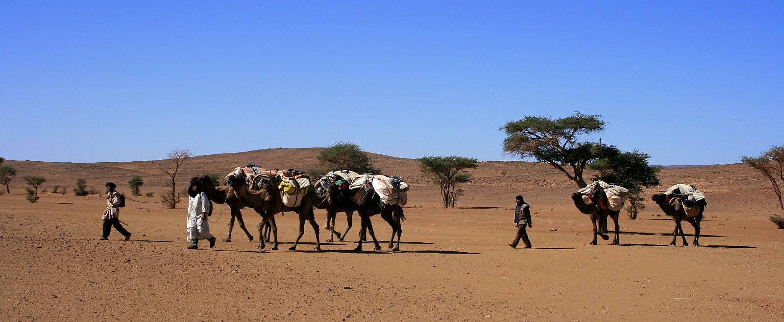 Carovane e cammellieri: dalle dune alle oasi