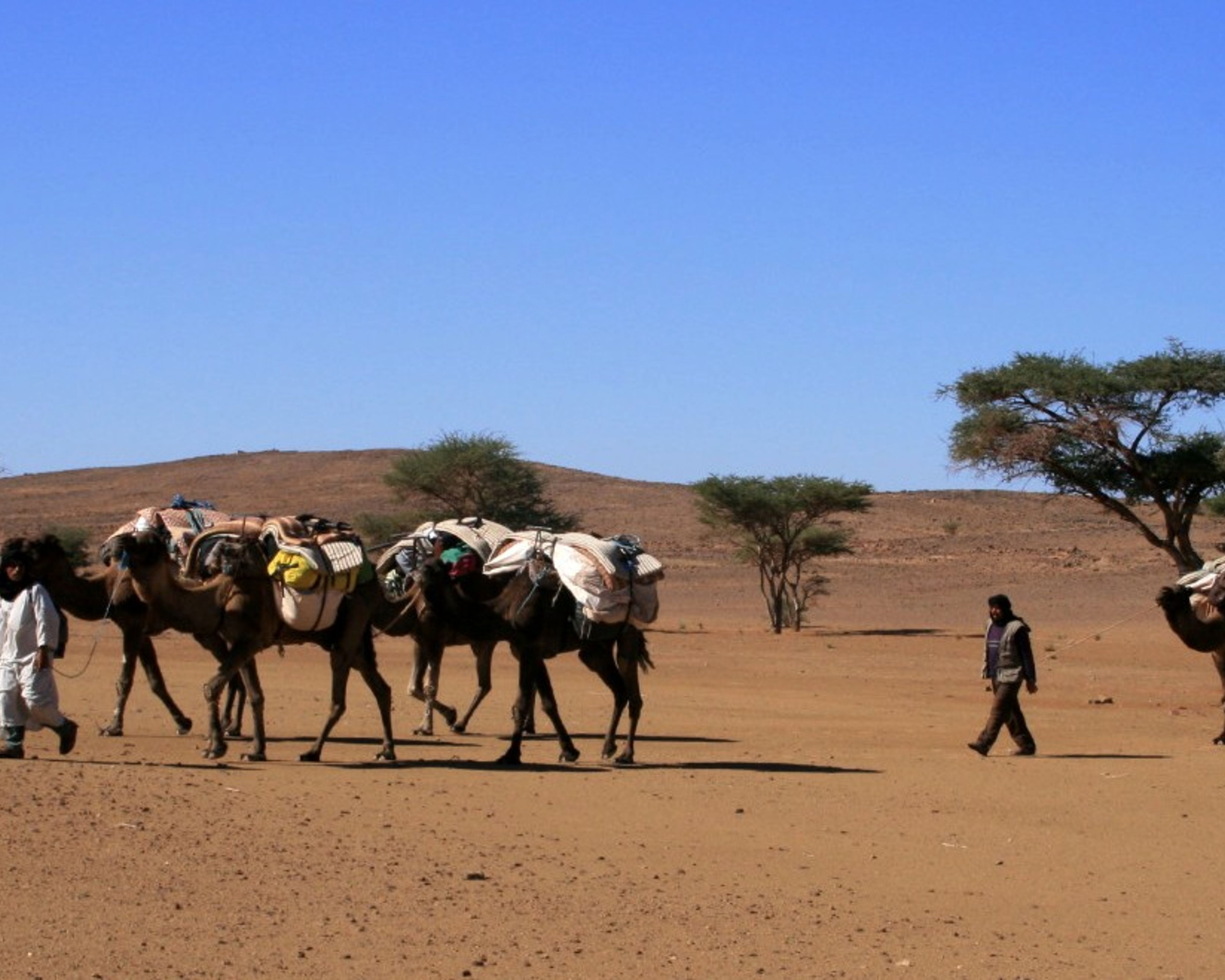 Carovane e cammellieri: dalle dune alle oasi
