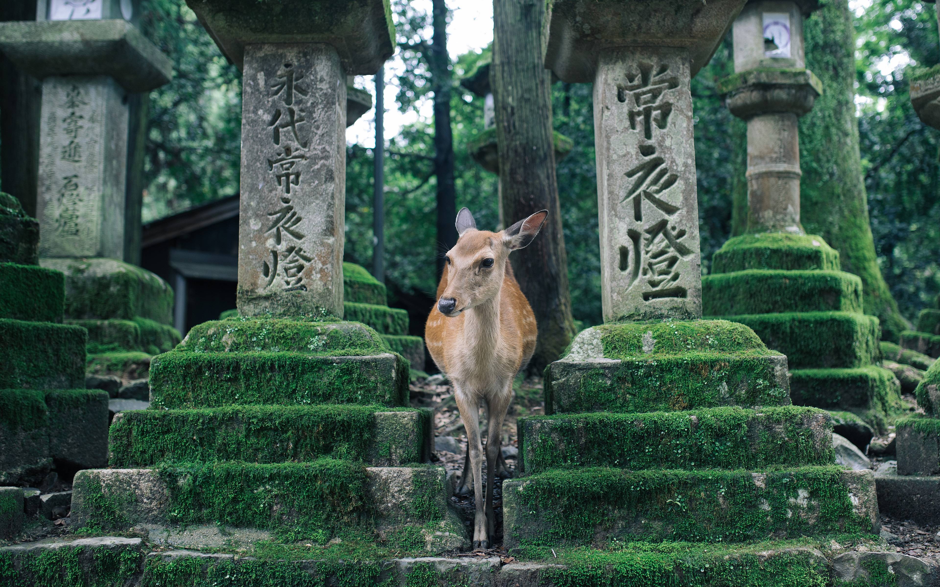 Reizendes Nara 