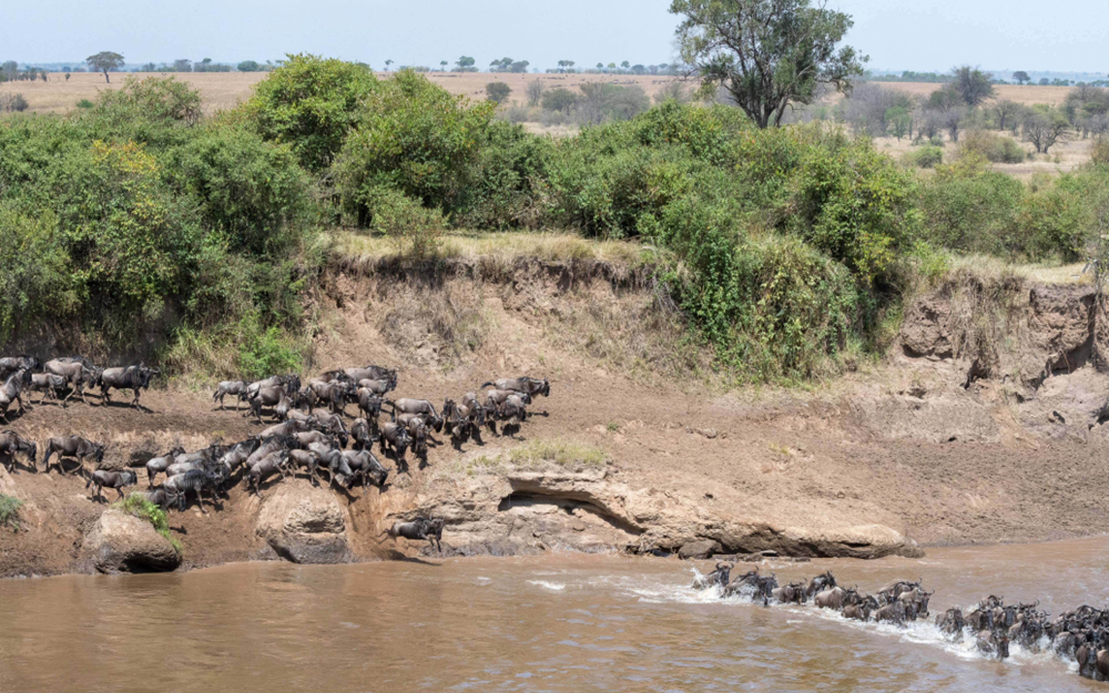 Der Ruf der tansanischen Wildnis  