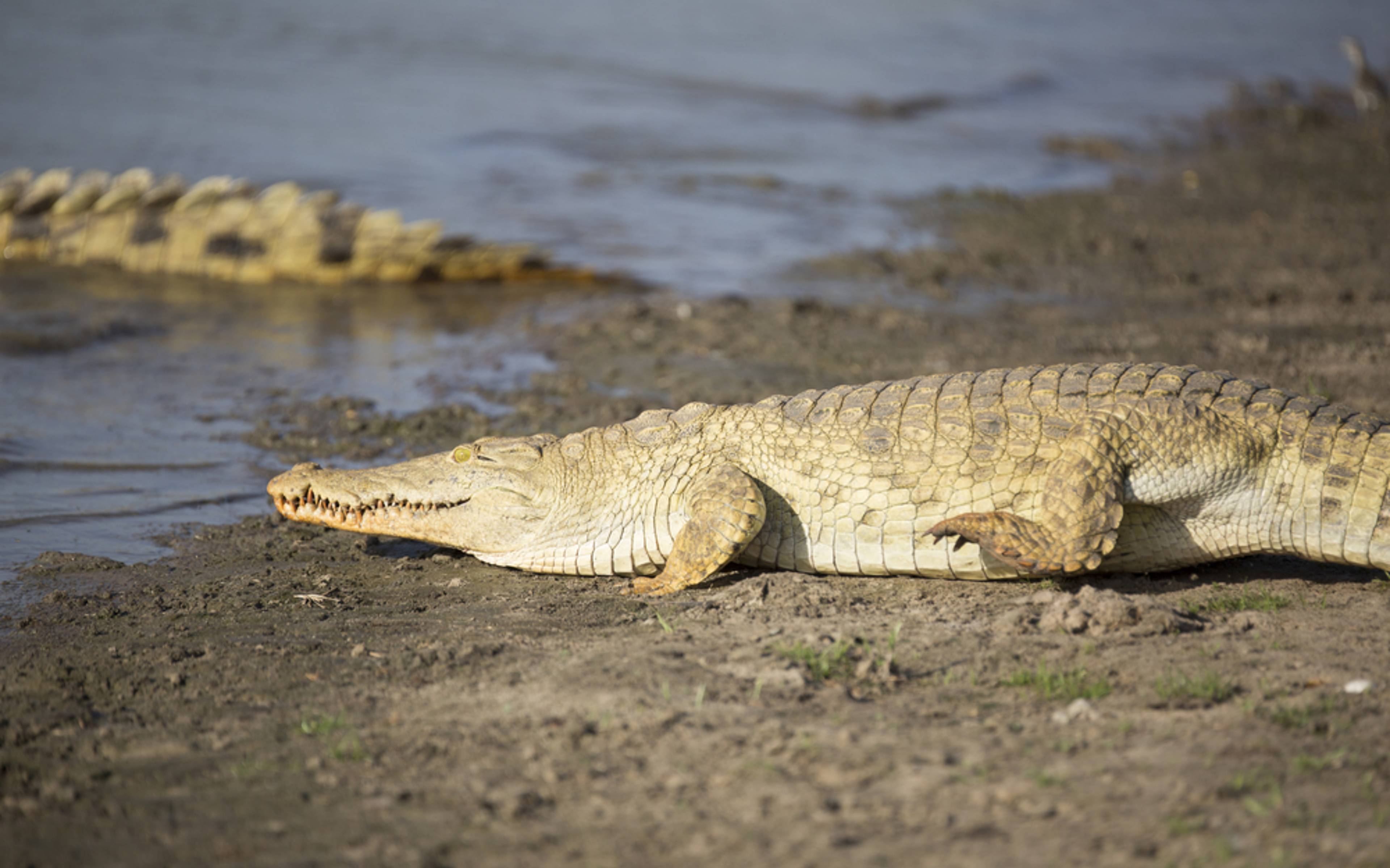 Auf den Spuren der Krokodile 