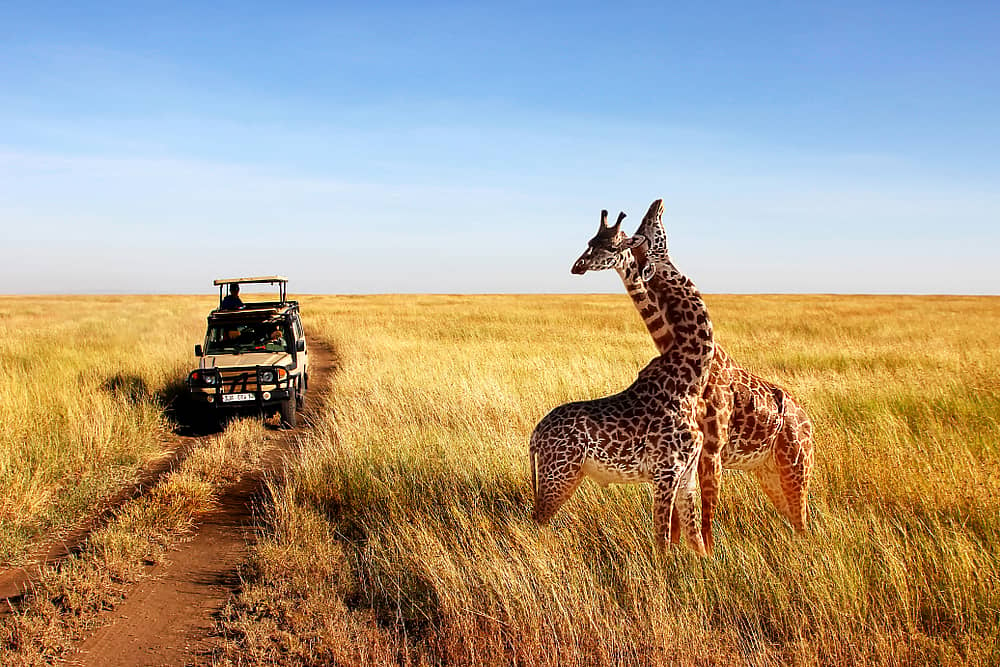 Pirschfahrt in der Serengeti 