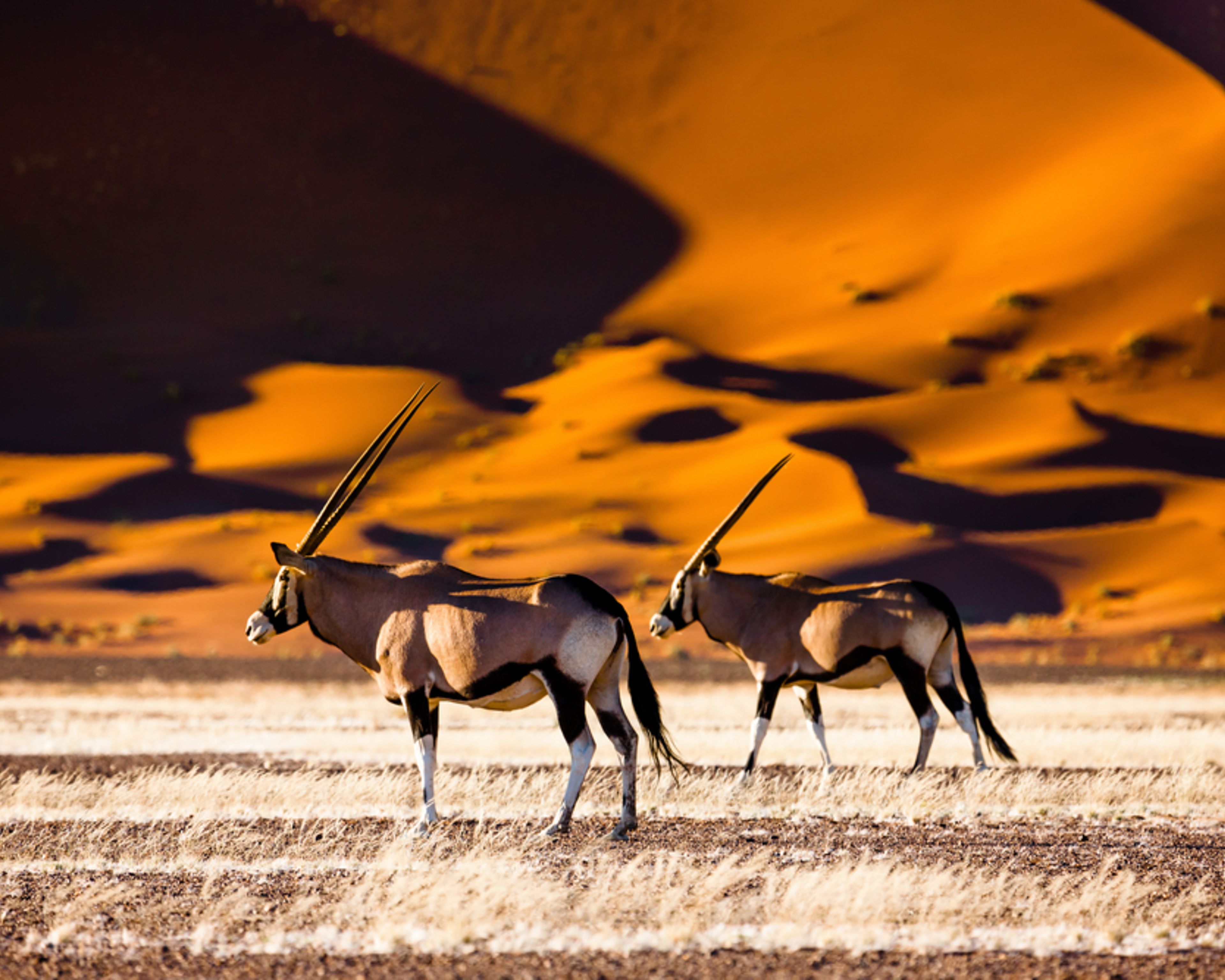 Desierto, etnias y safari