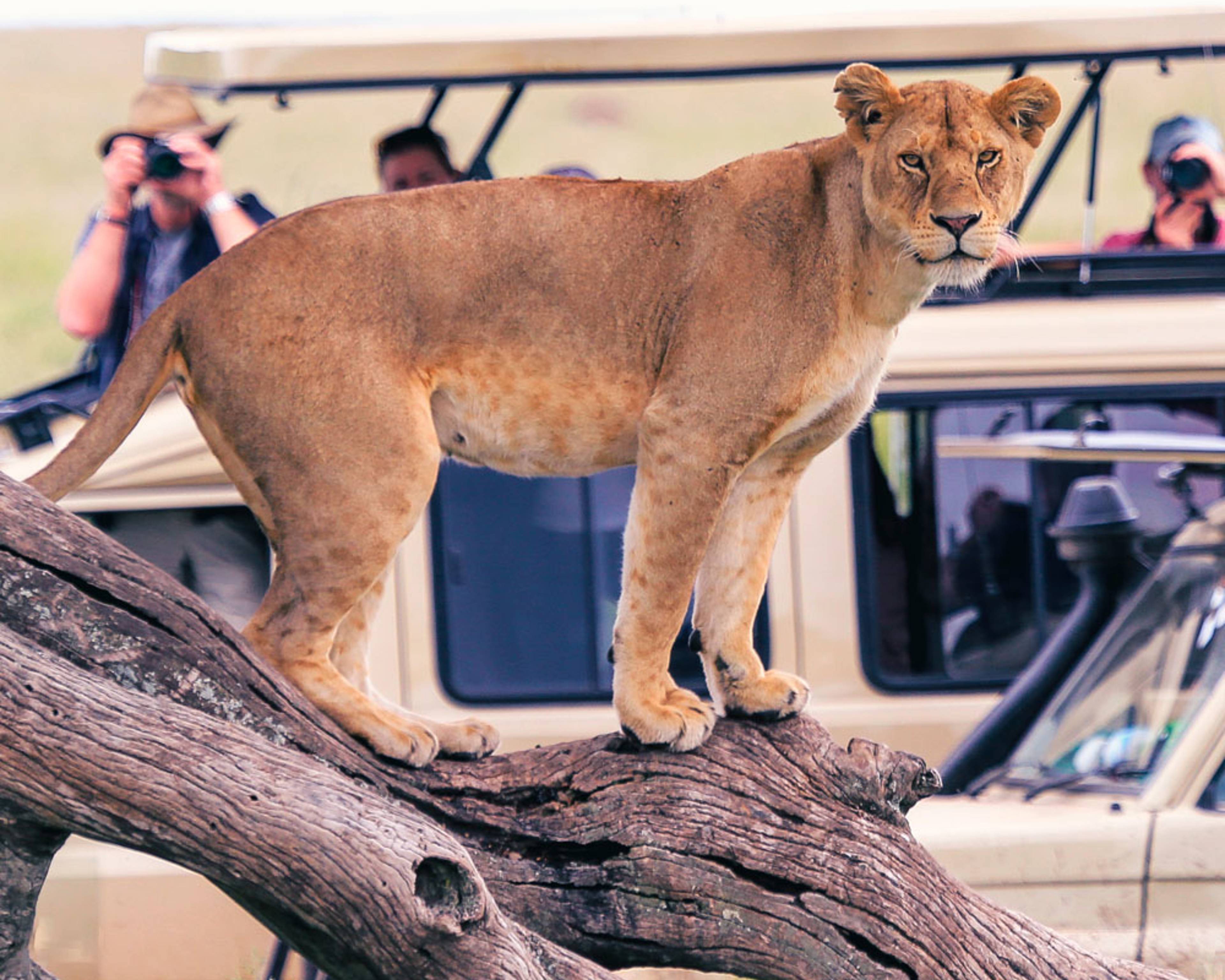 Design your perfect wildlife trip with a local expert in Tanzania