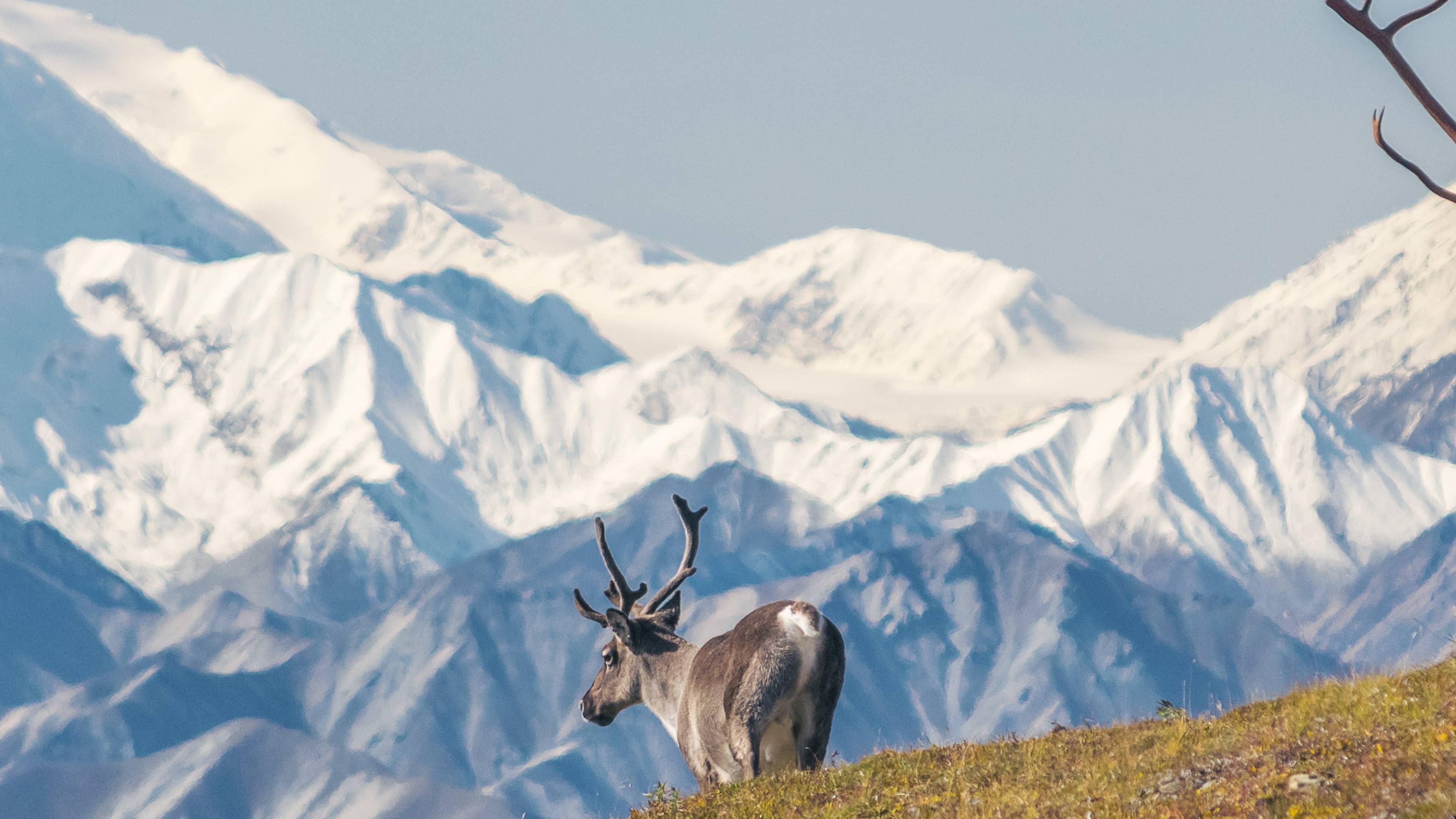 Majestätischer Karibu-Stier vor dem Berg Denali, Alaska