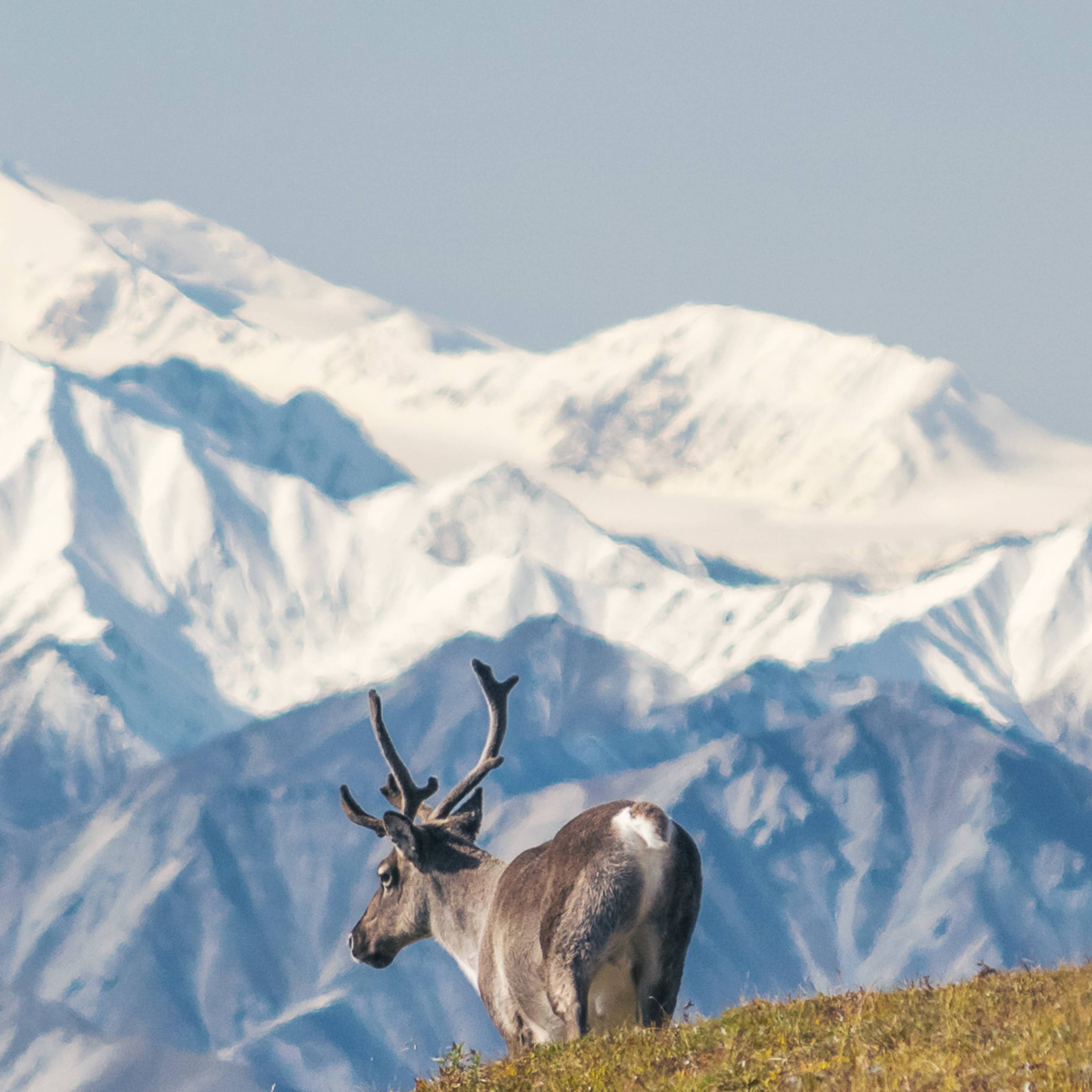 Majestic caribou bull in front of the mount Denali, Alaska