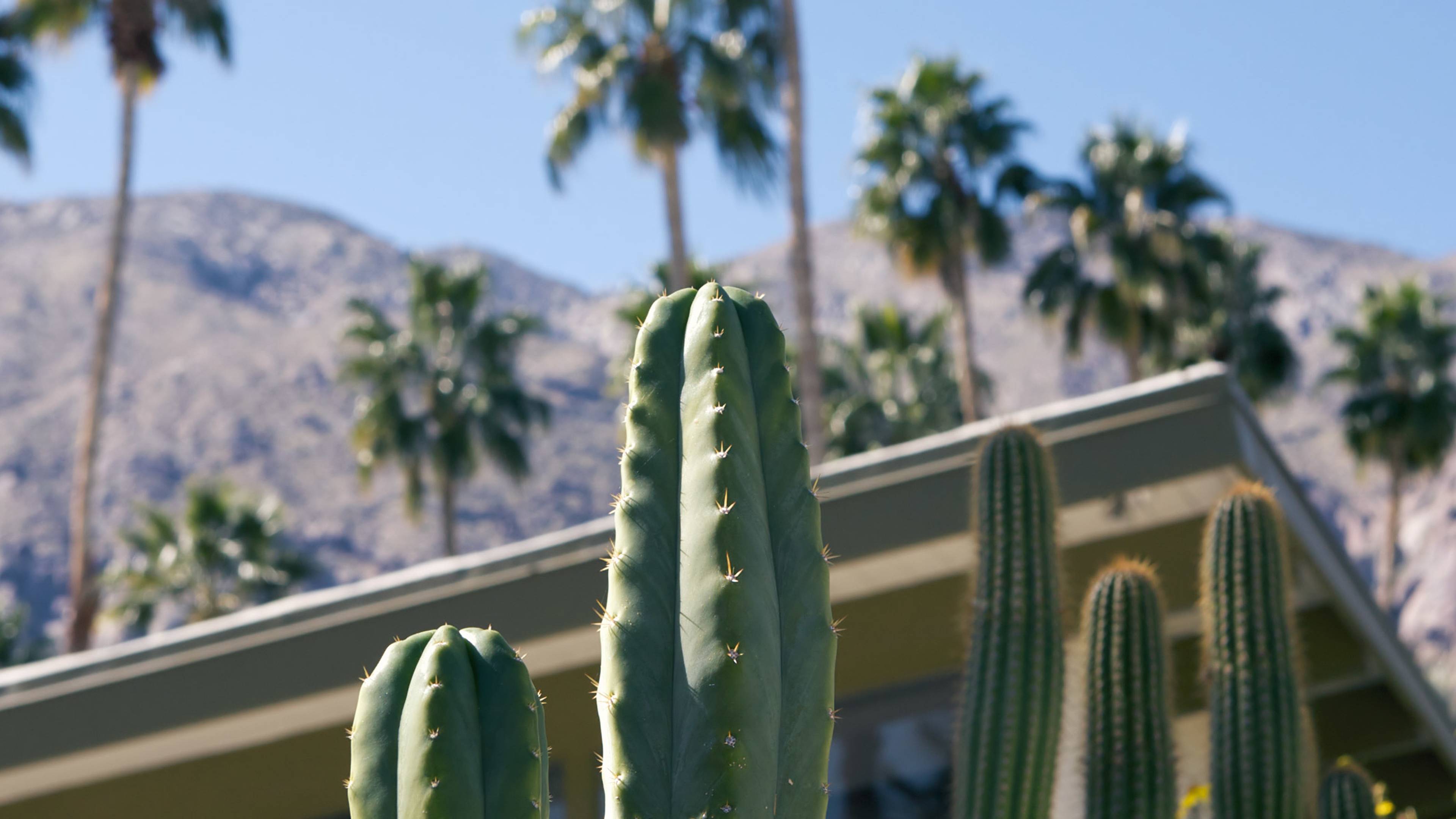 Palm springs home surround by cactus, palm trees