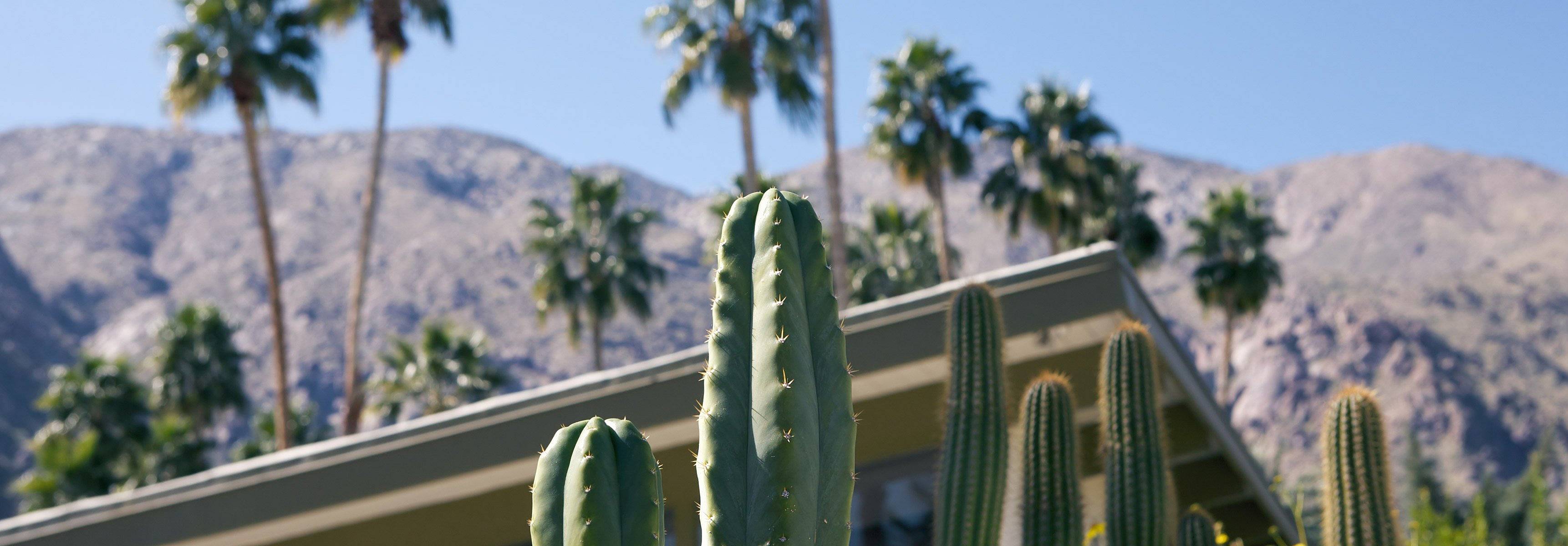 Palm springs home surround by cactus, palm trees
