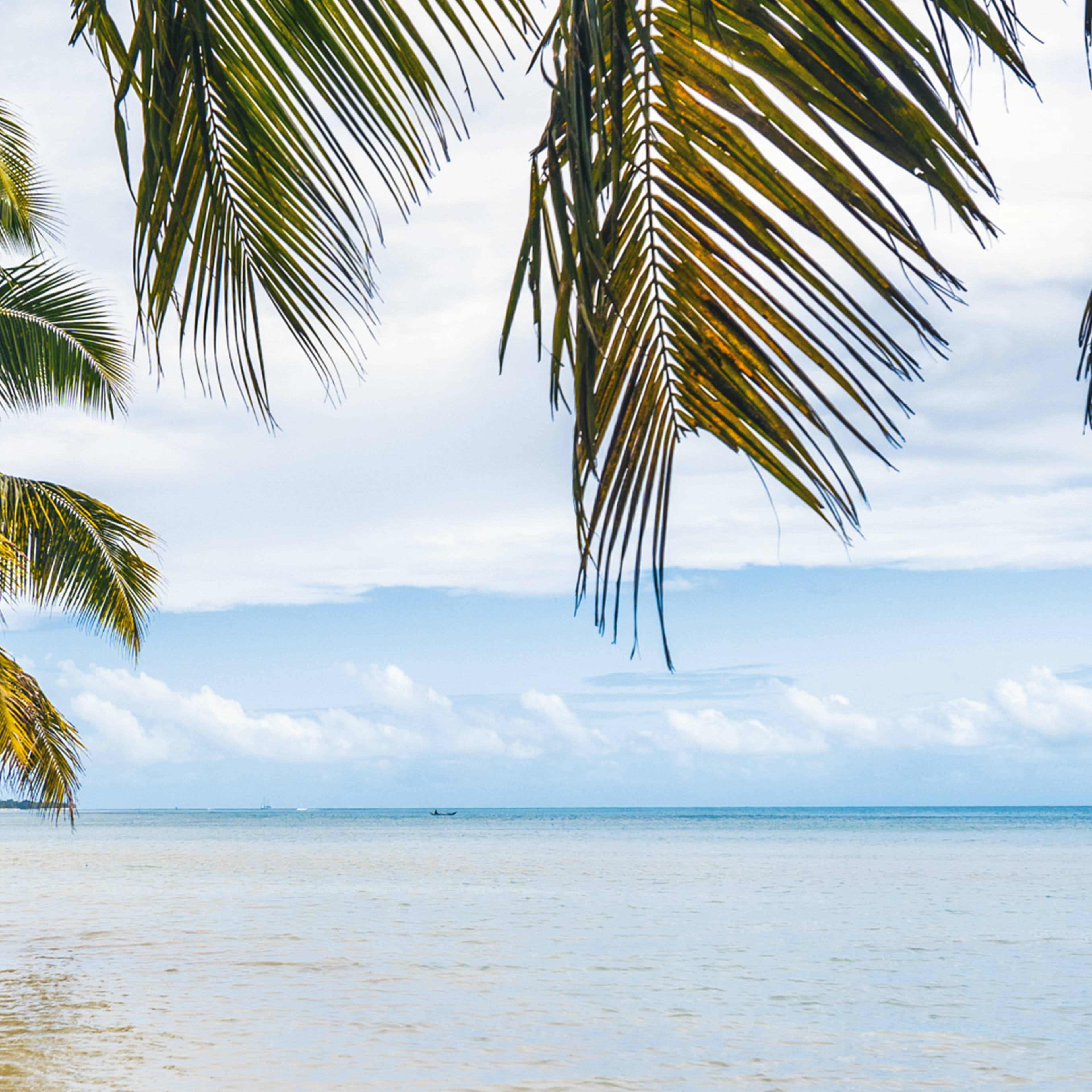 tropical island - sea, sky and palm trees