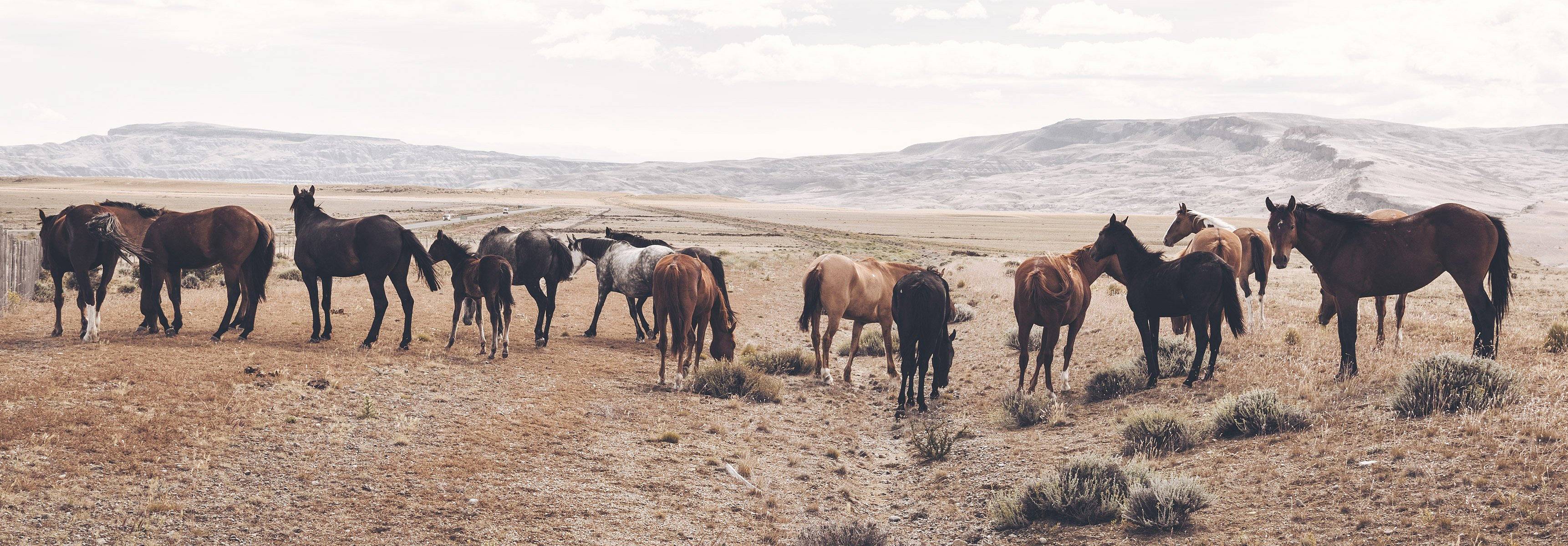 Wild horses in the pampa