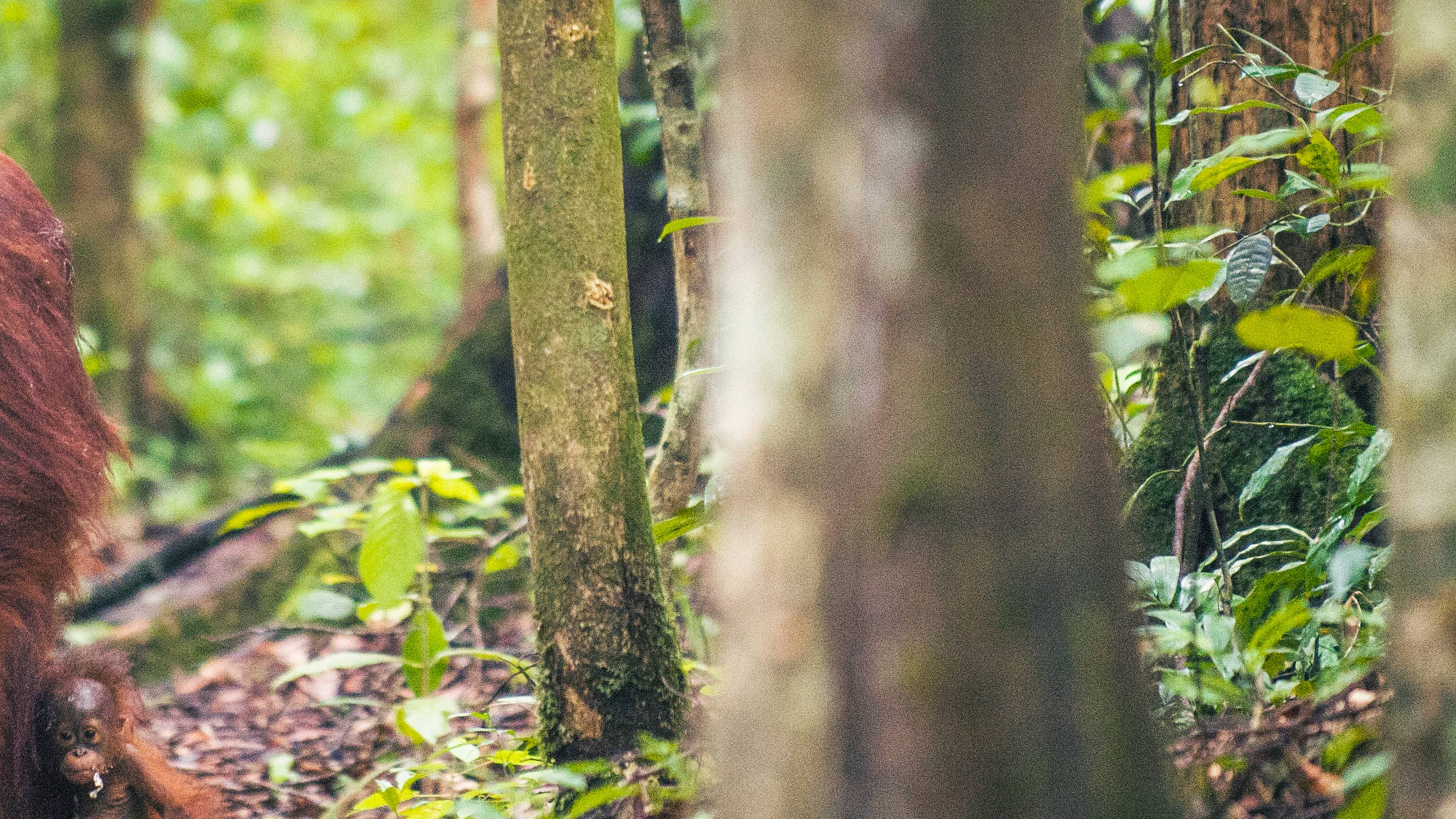 Ein Weibchen des Orang-Utans mit einem Jungen in einem natürlichen Lebensraum. R.