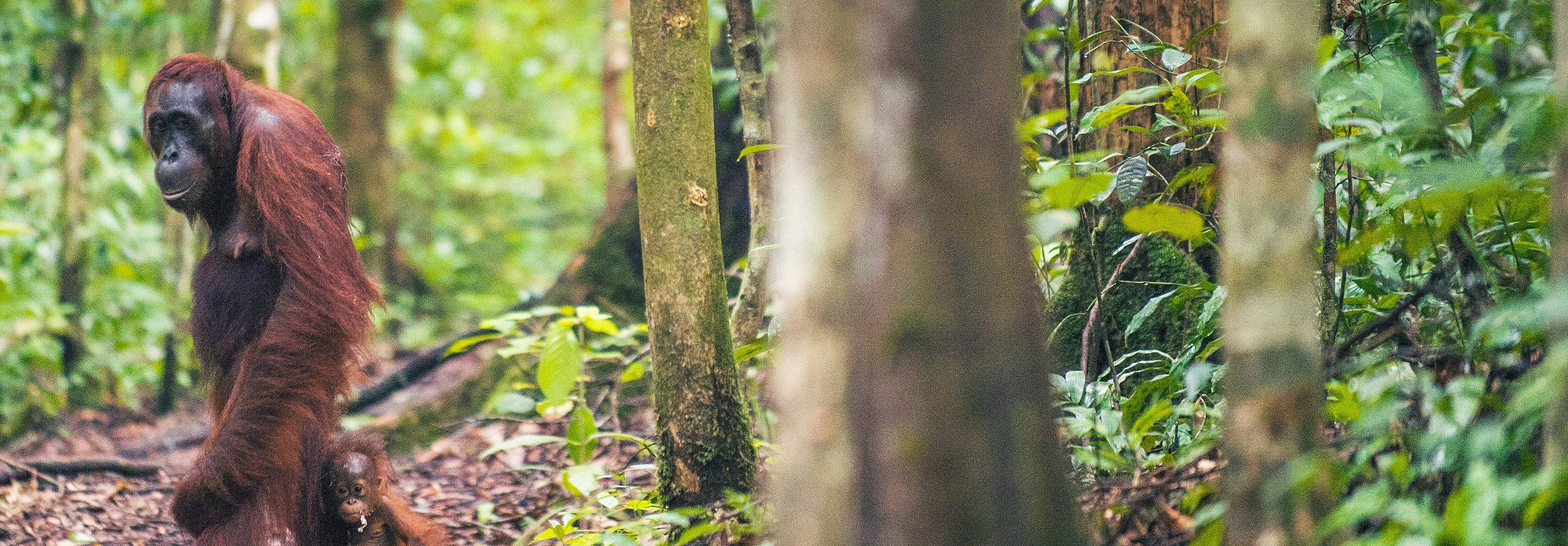 A female of the orangutan with a cub in a natural habitat. R