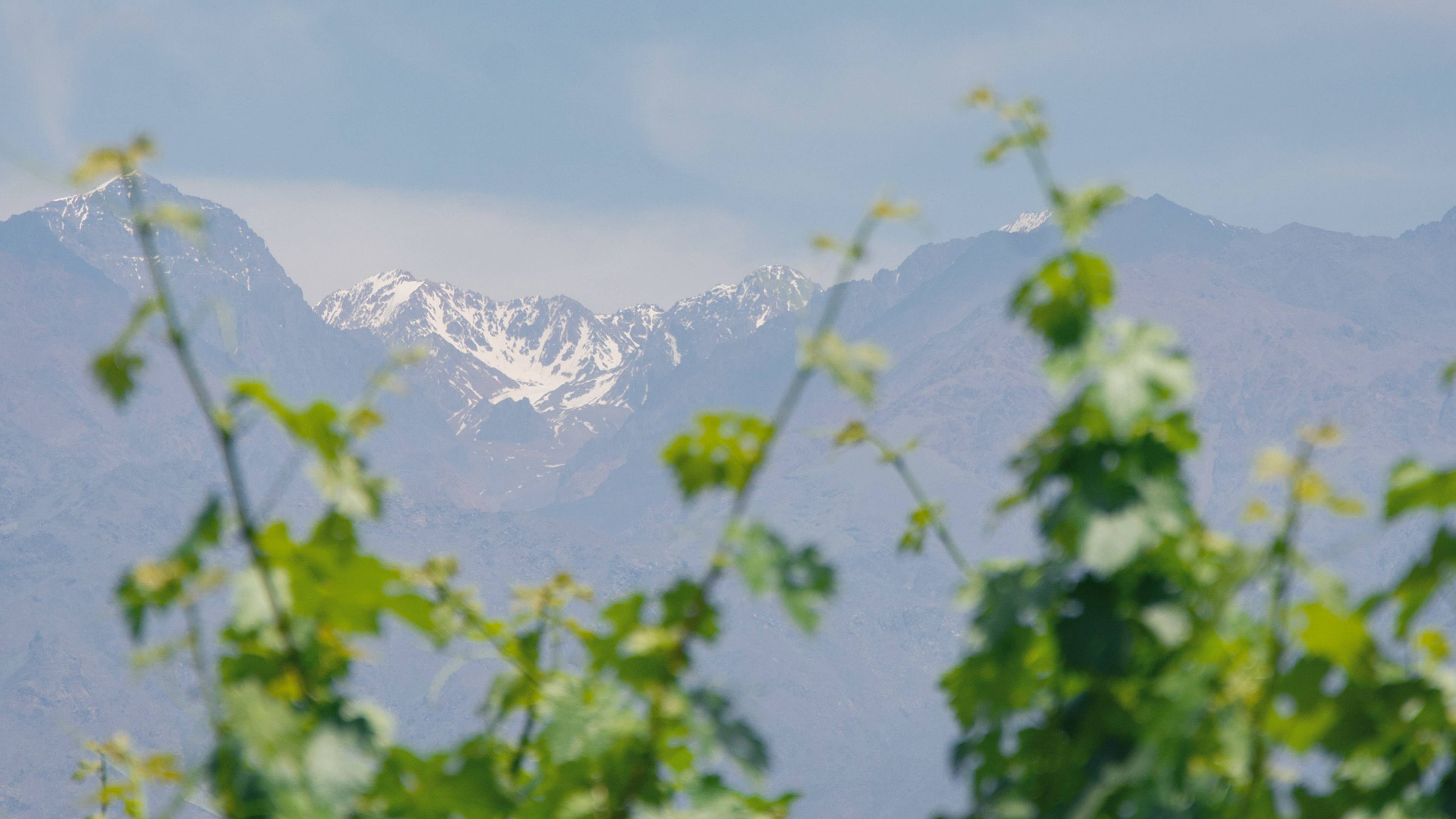 Close up of blurry green leaves from vineyard and mountain