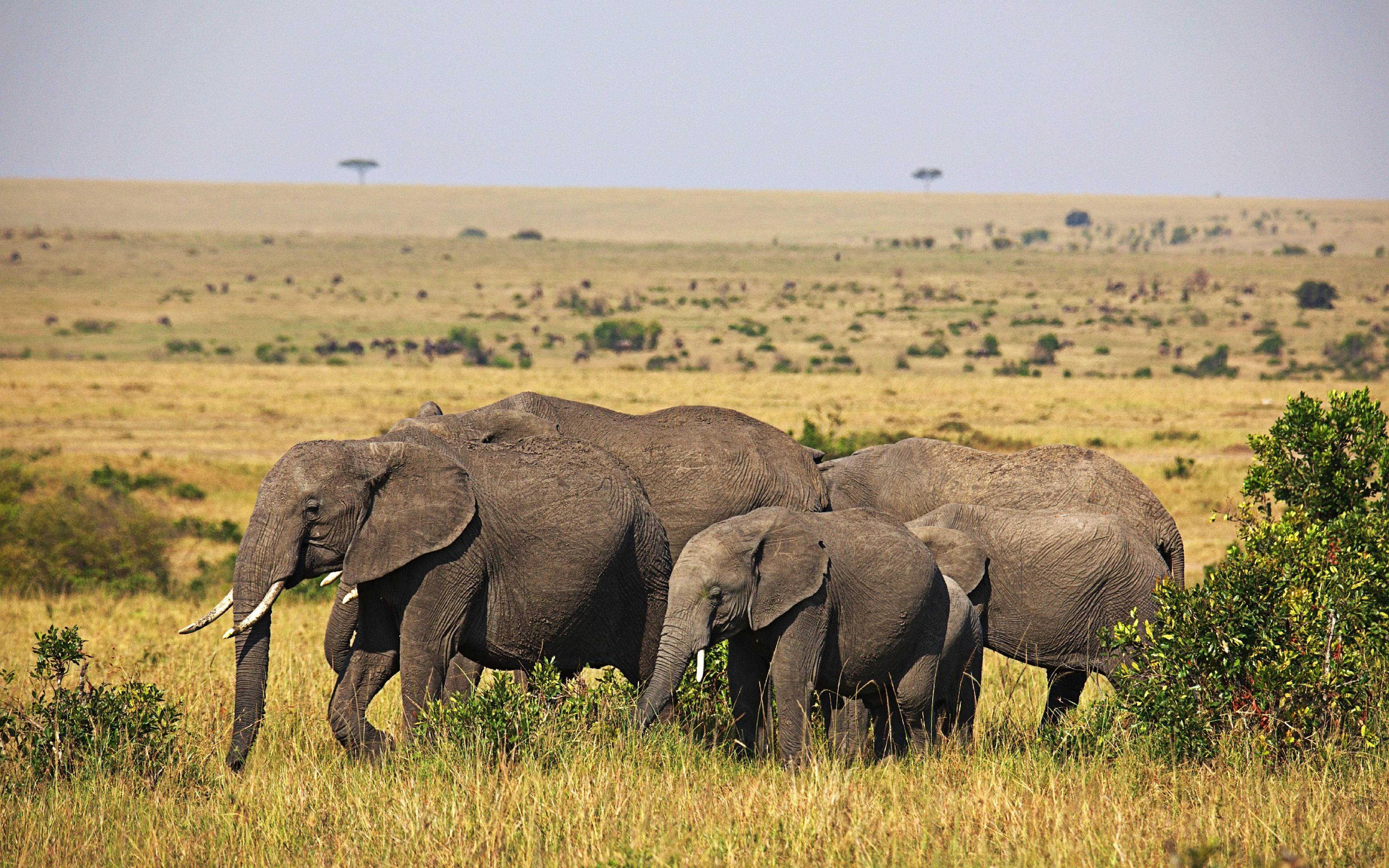 Fahrt in den Amboseli Nationalpark