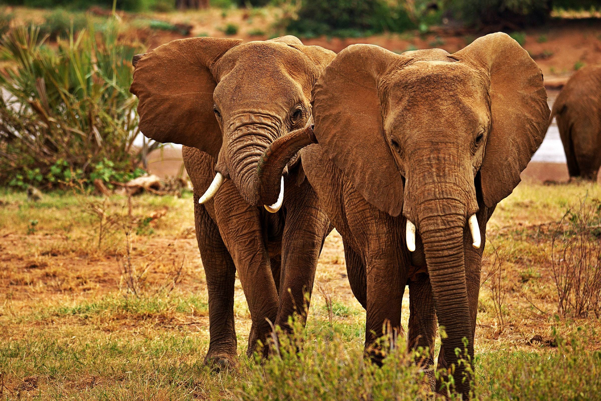 Auf zu den roten Elefanten des Tsavo West Nationalparks