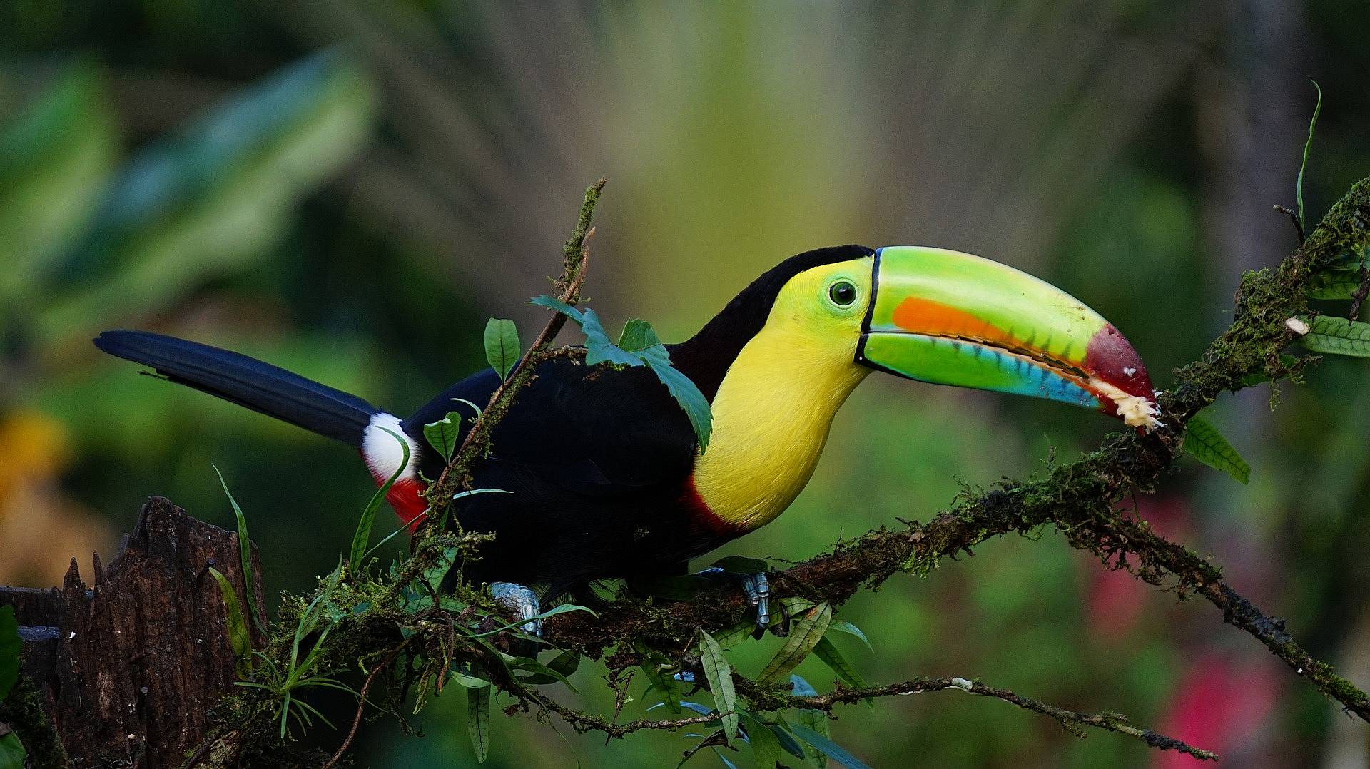 Merveilles de la nature du Costa Rica au Panama
