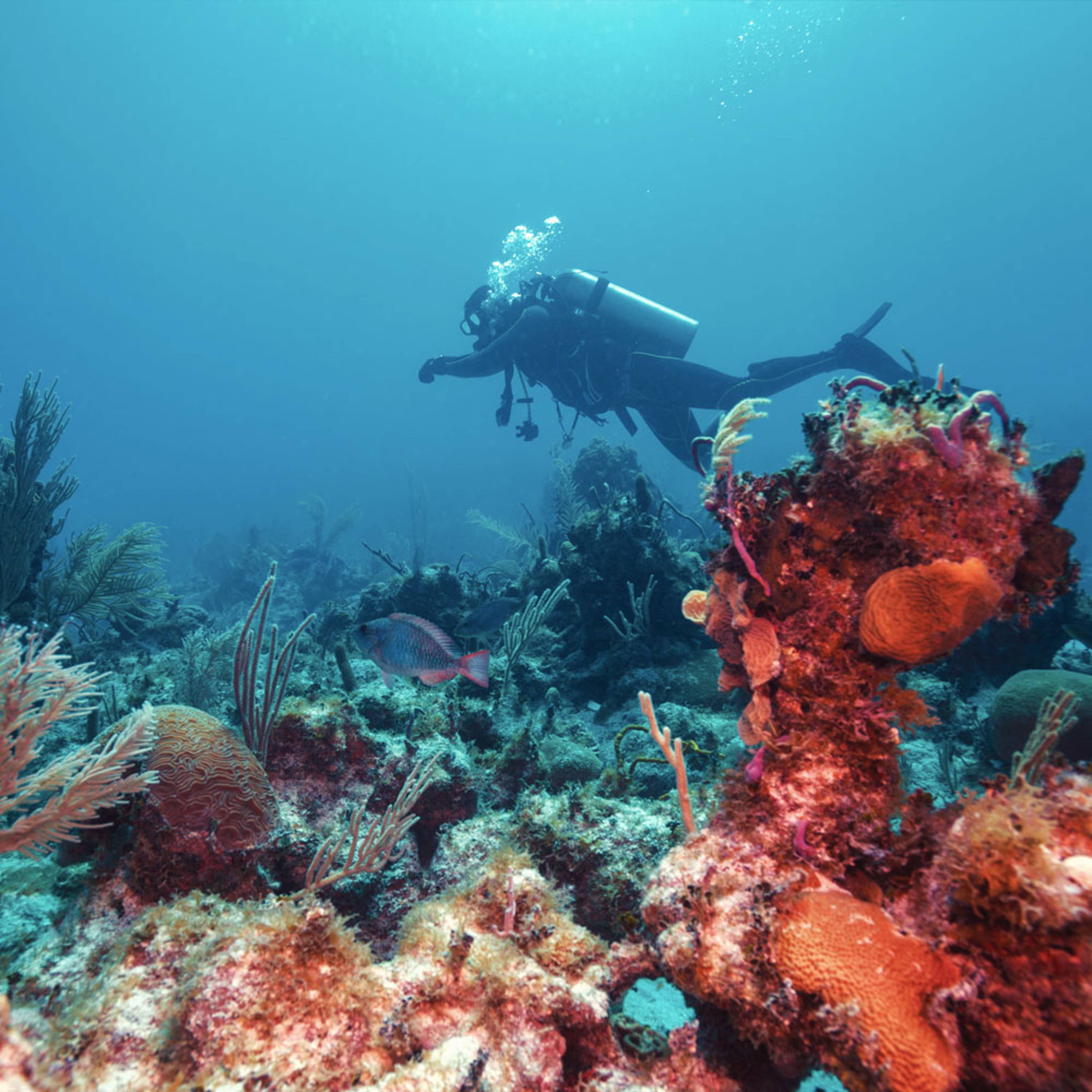 Crea il tuo viaggio per fare snorkeling e immersioni a Cuba, 100% su misura