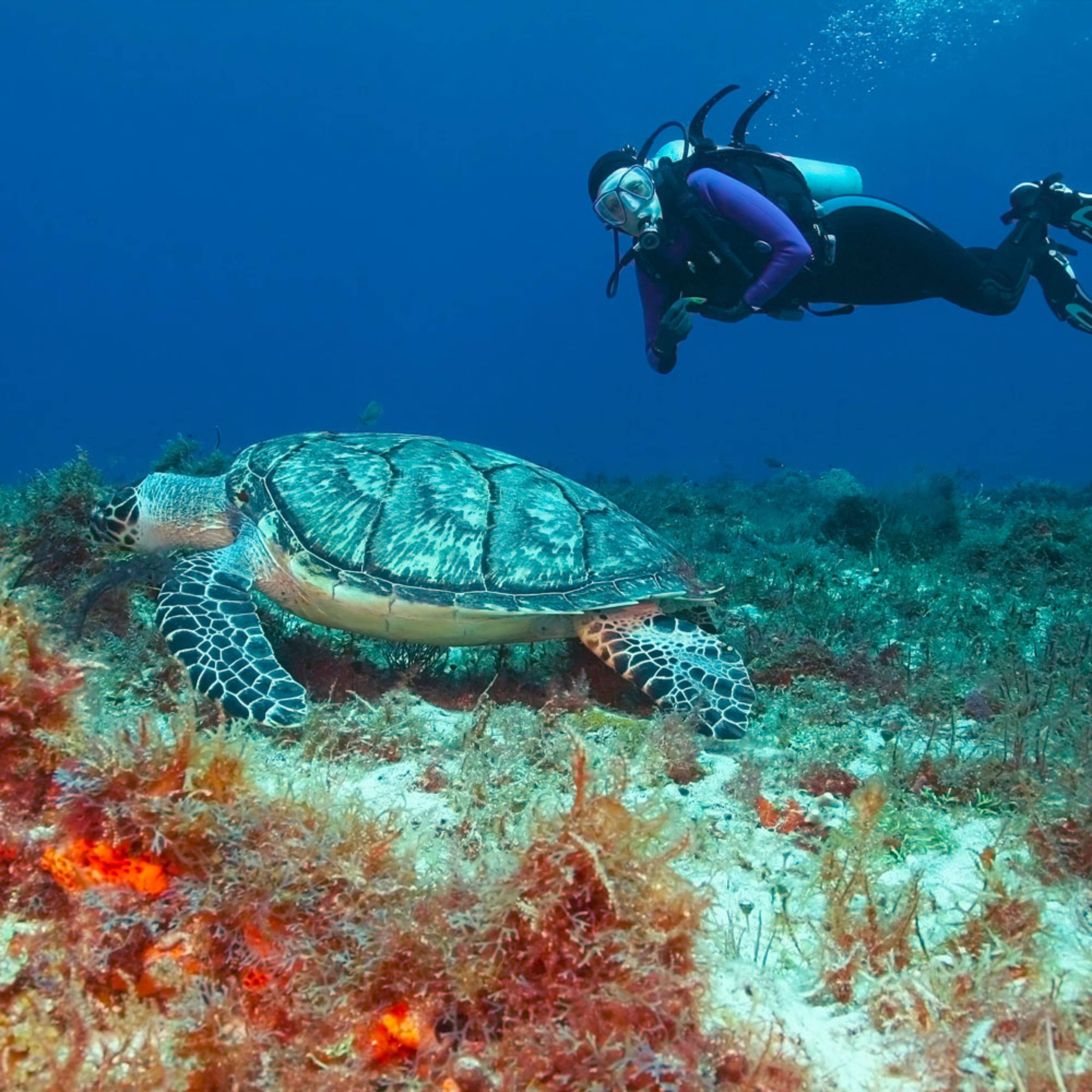 Crea il tuo viaggio per fare snorkeling e immersioni in Messico, 100% su misura