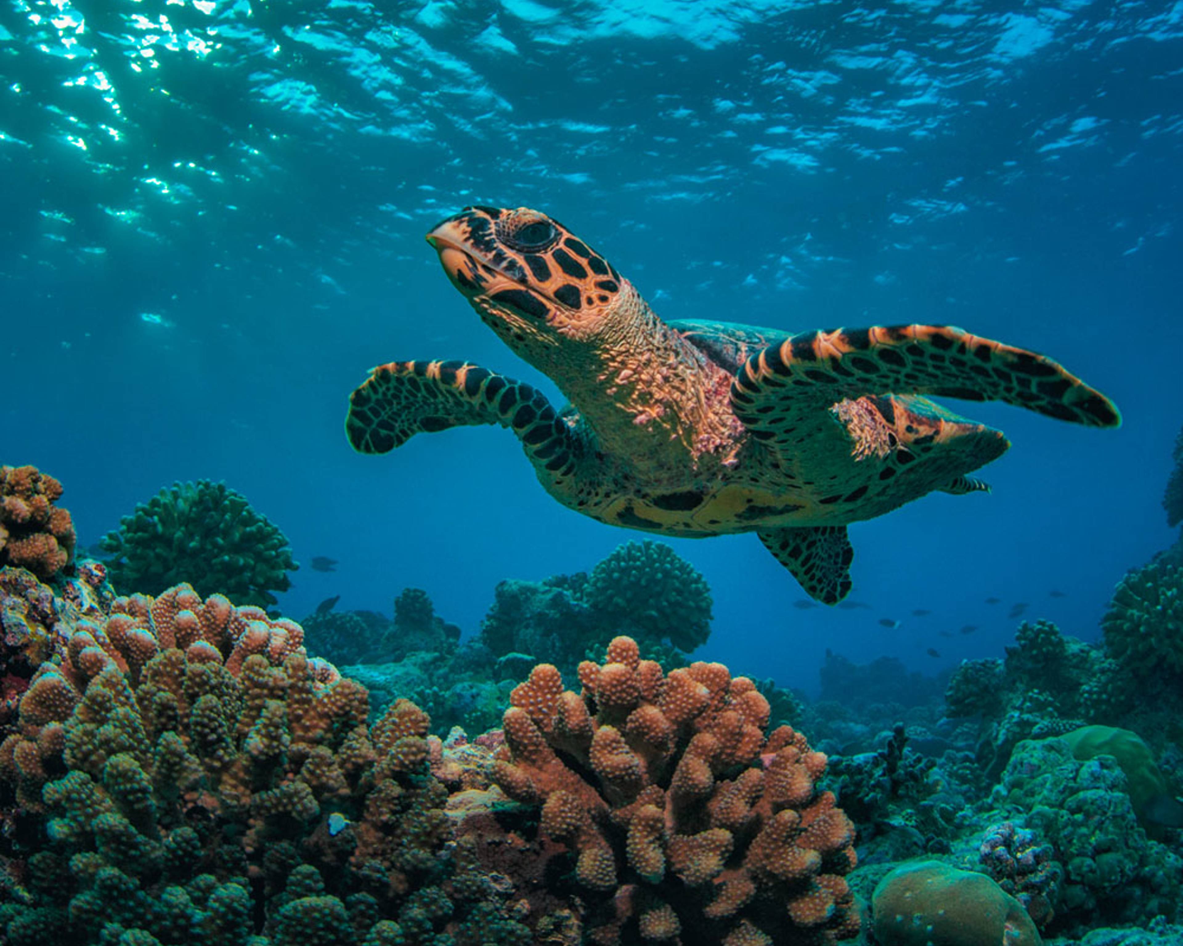 Crea il tuo viaggio per fare snorkeling e immersioni alle Seychelles, 100% su misura