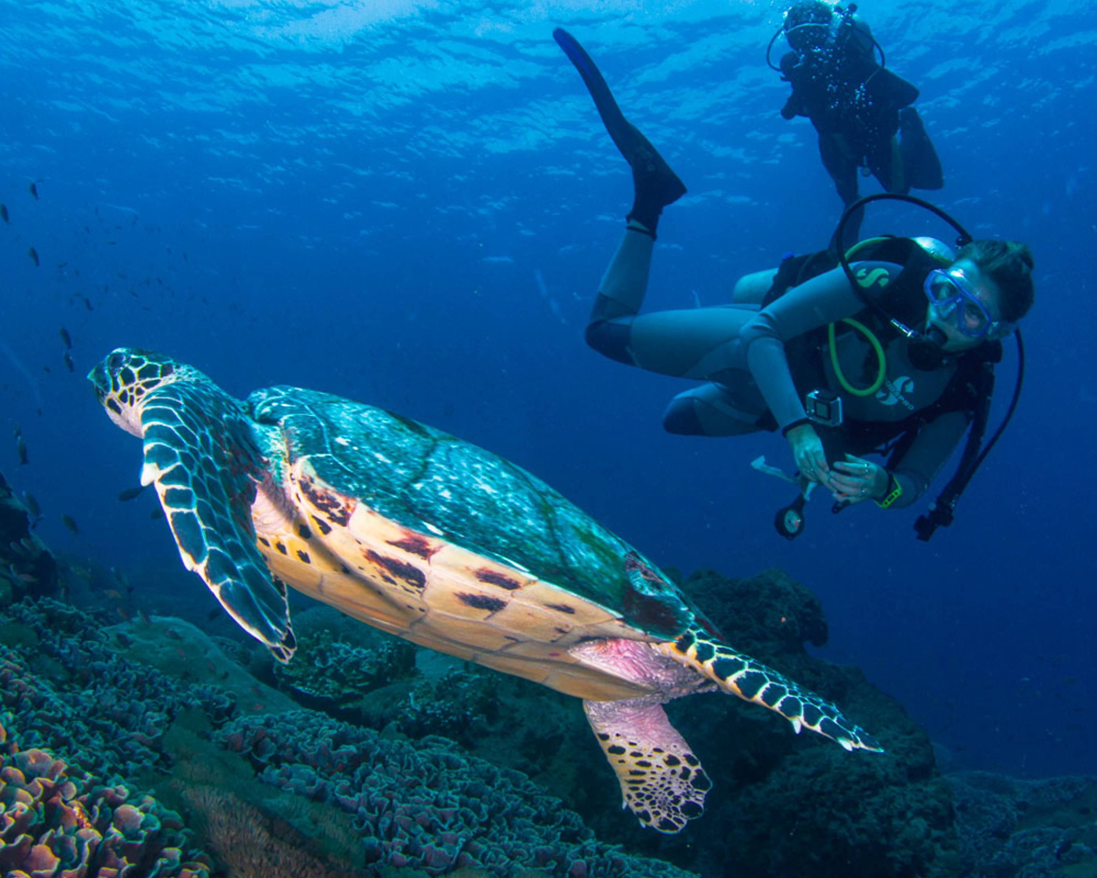 Crea il tuo viaggio per fare snorkeling e immersioni in Indonesia, 100% su misura