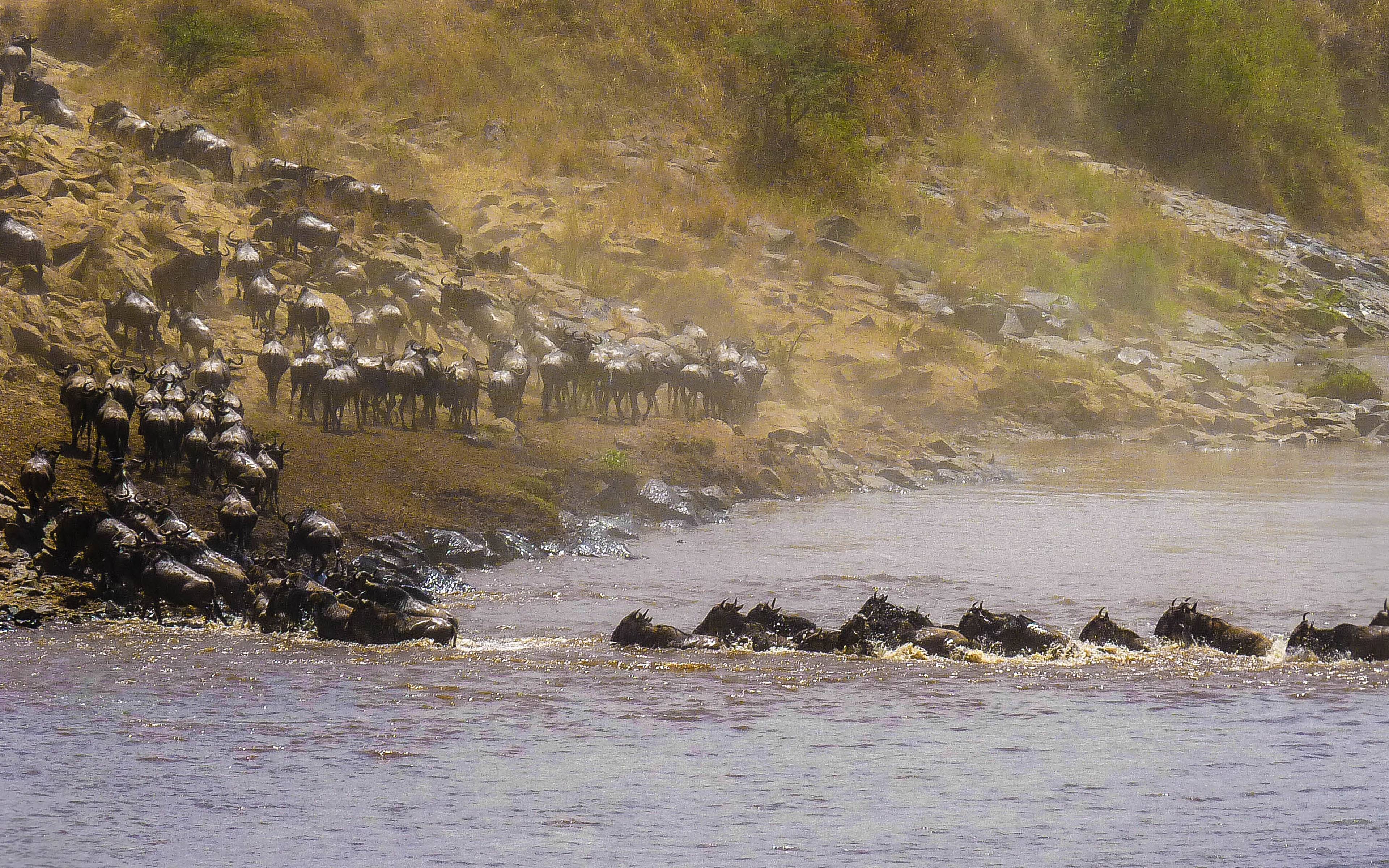 Seguendo la migrazione nel Serengeti