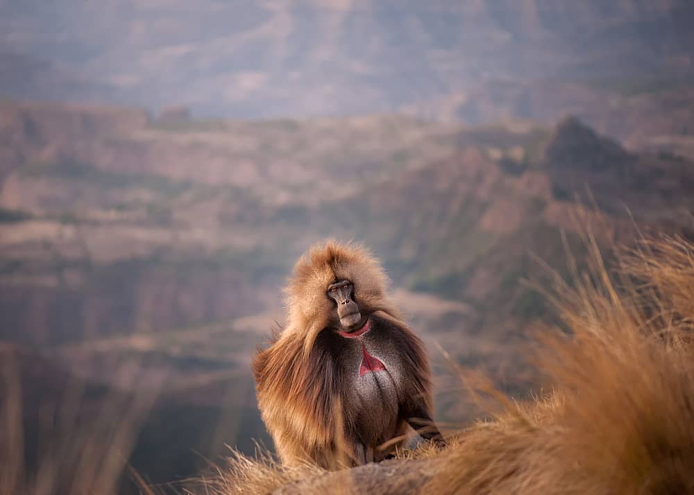 Paseo por las Montañas Simien y tras los pasos de los monos "Gelada"