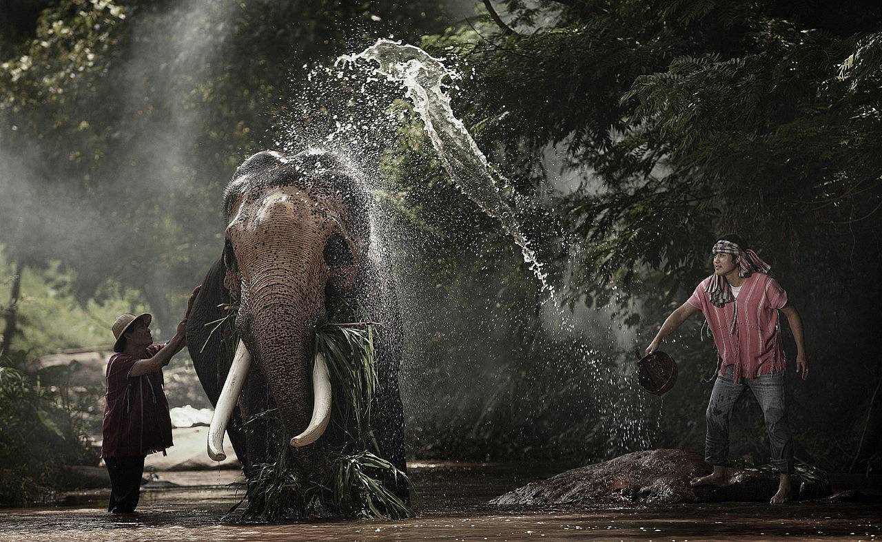 El refugio de elefantes